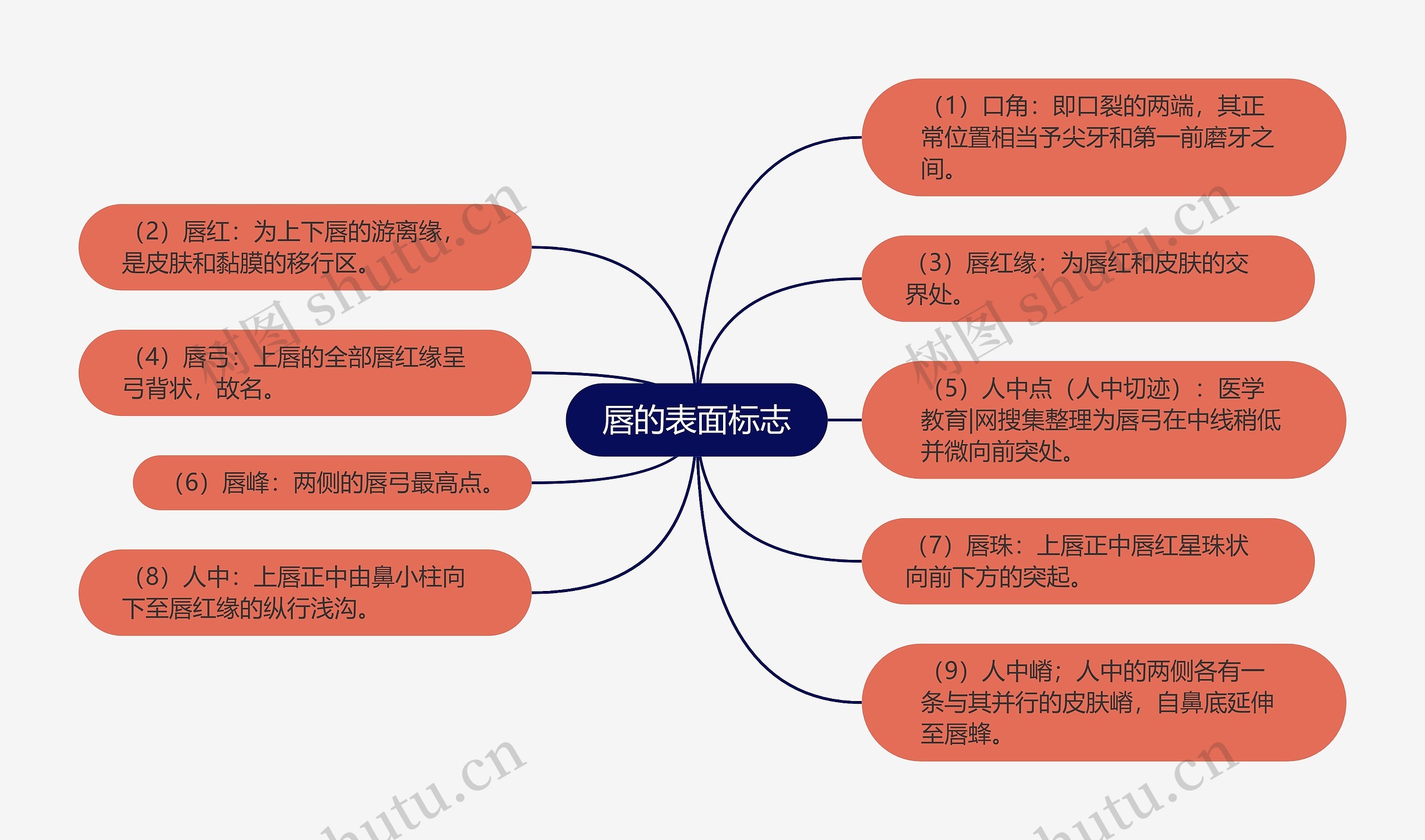 唇的表面标志