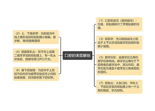 口腔的表面解剖