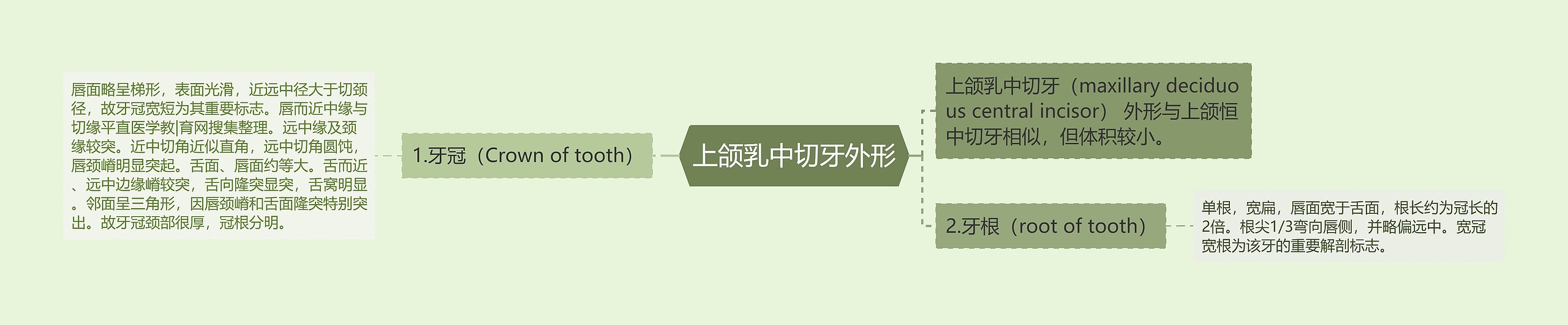 上颌乳中切牙外形思维导图