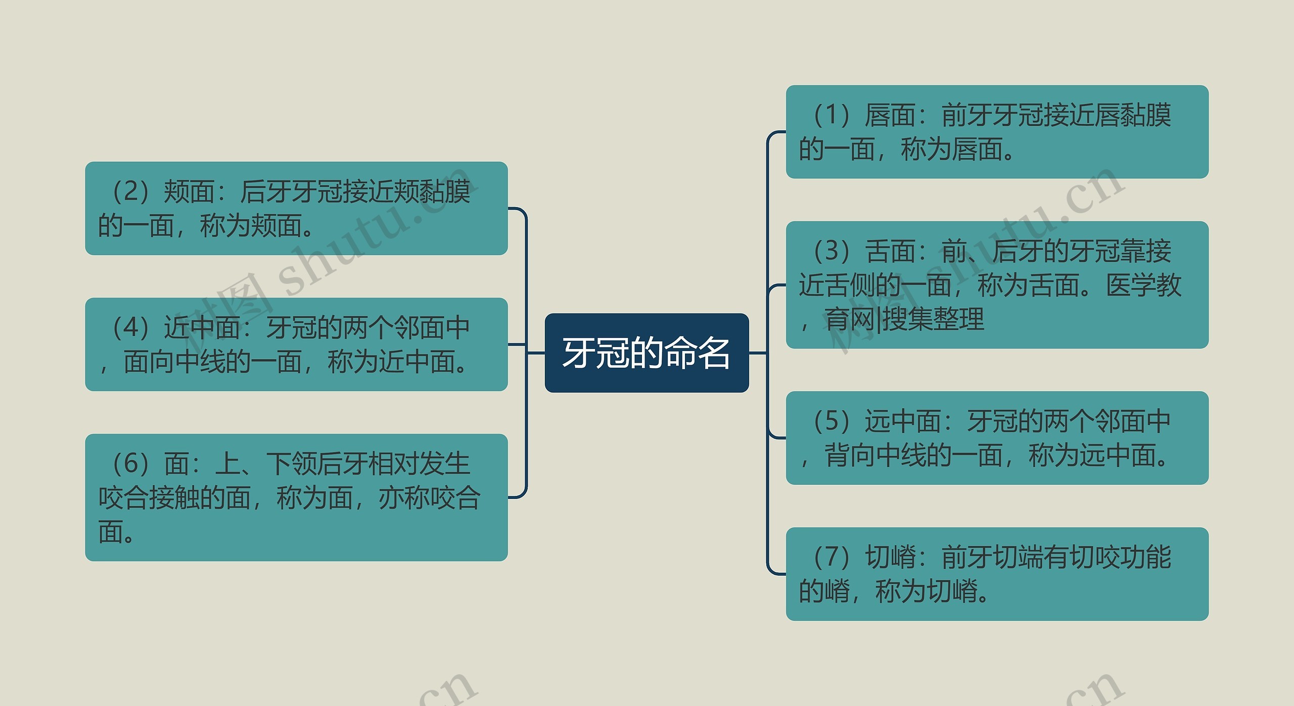 牙冠的命名思维导图