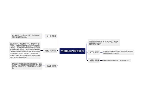 生殖器官的邻近器官