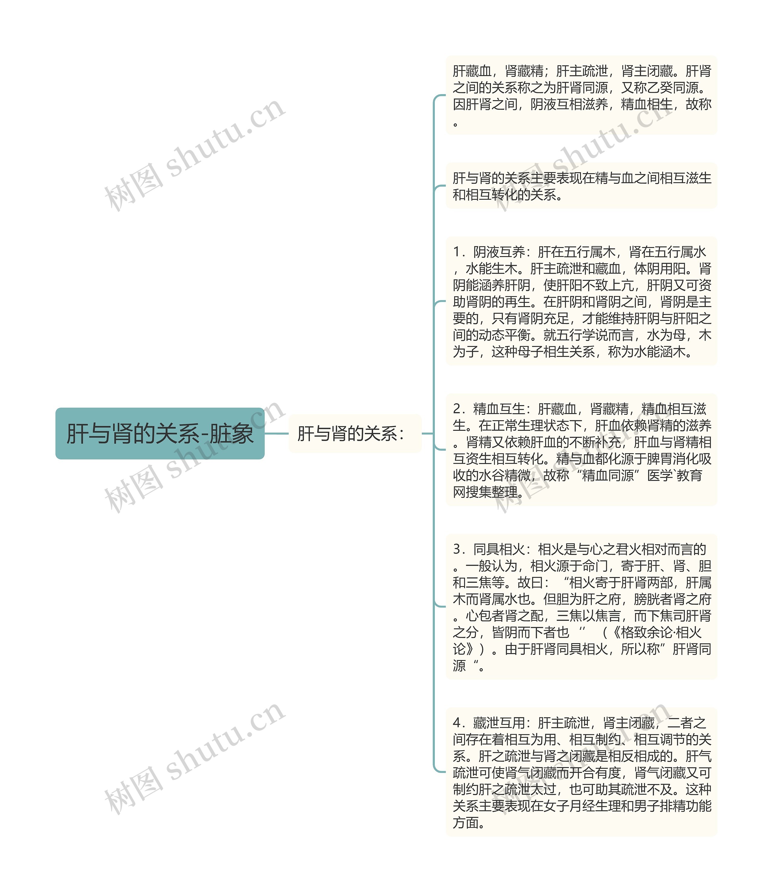 肝与肾的关系-脏象