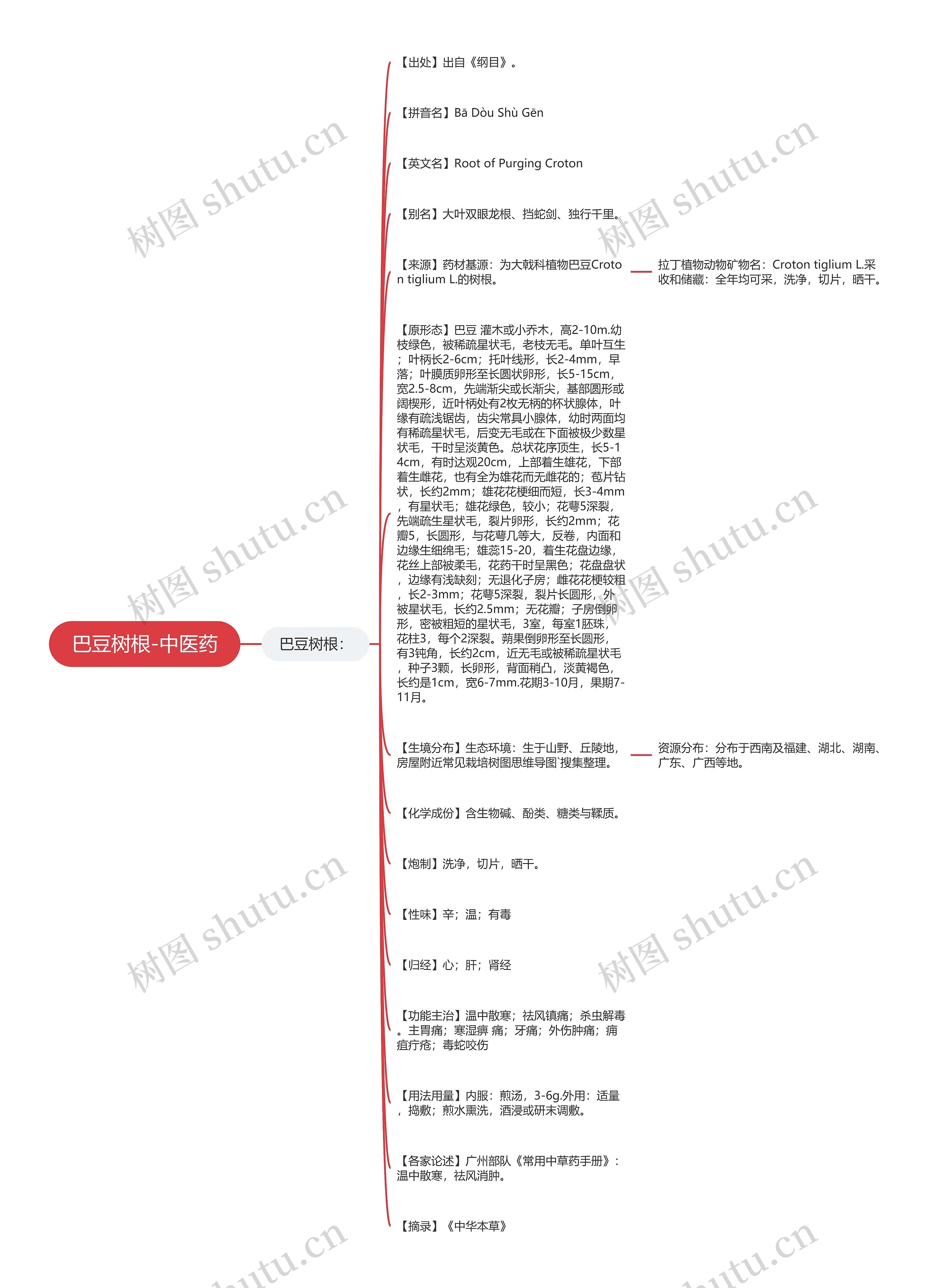 巴豆树根-中医药思维导图高清图 巴豆树根-中医药思维导图