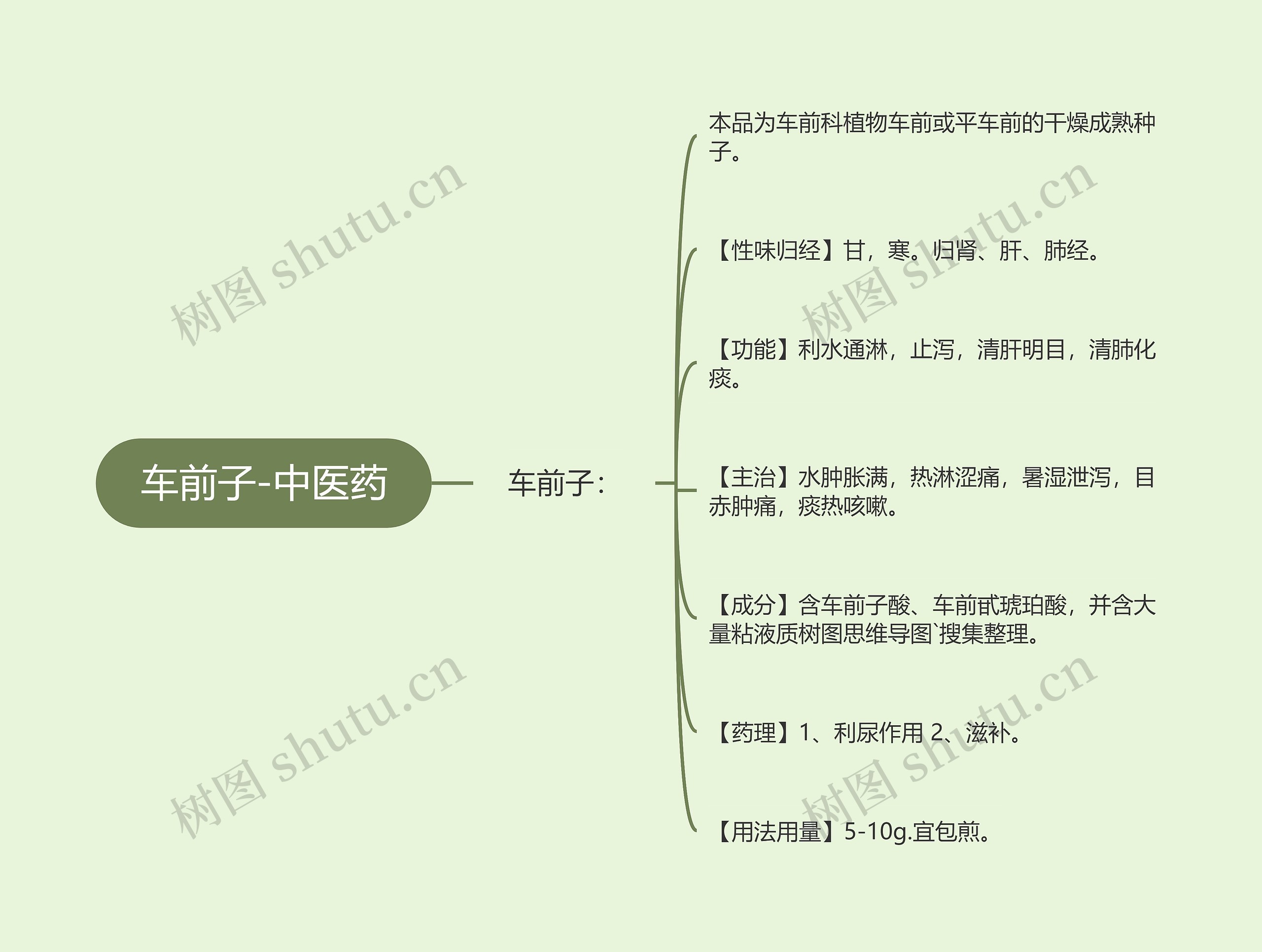 车前子-中医药思维导图