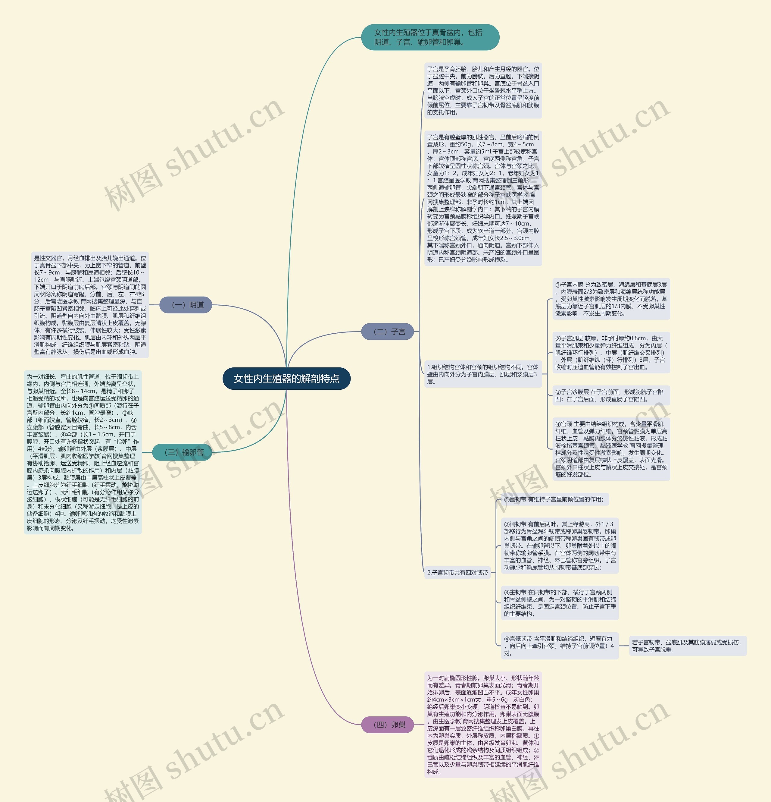 女性内生殖器的解剖特点思维导图