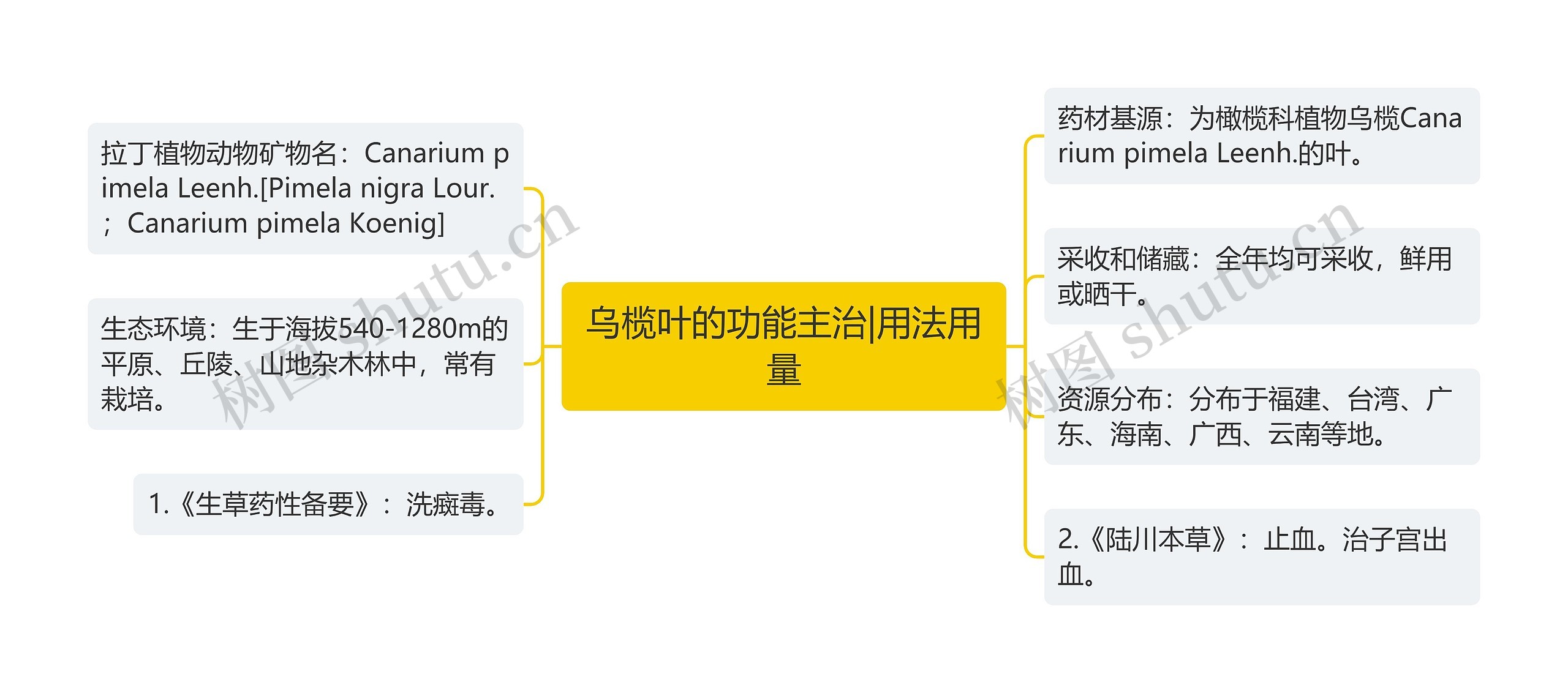 乌榄叶的功能主治|用法用量思维导图