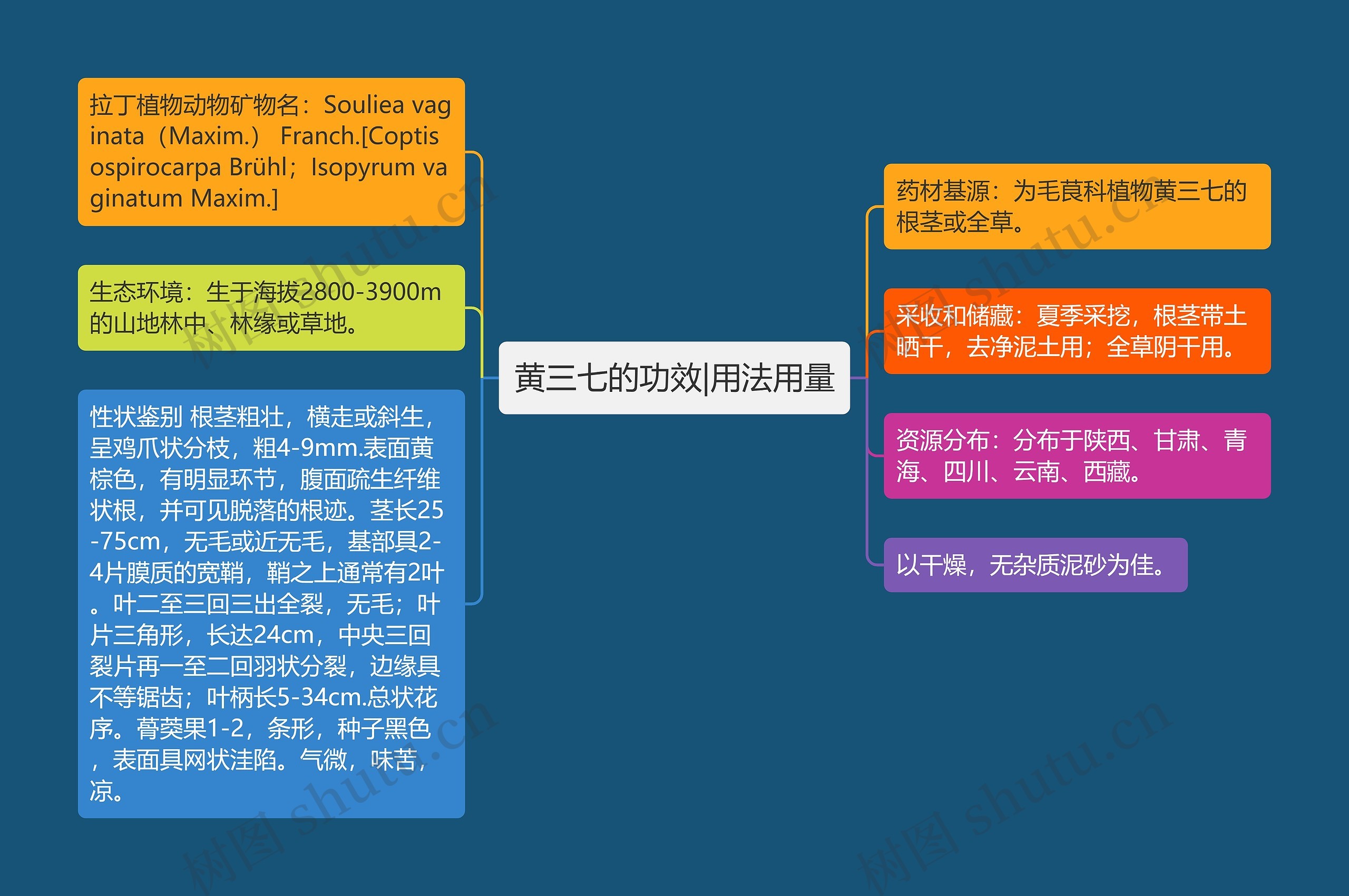 黄三七的功效|用法用量思维导图