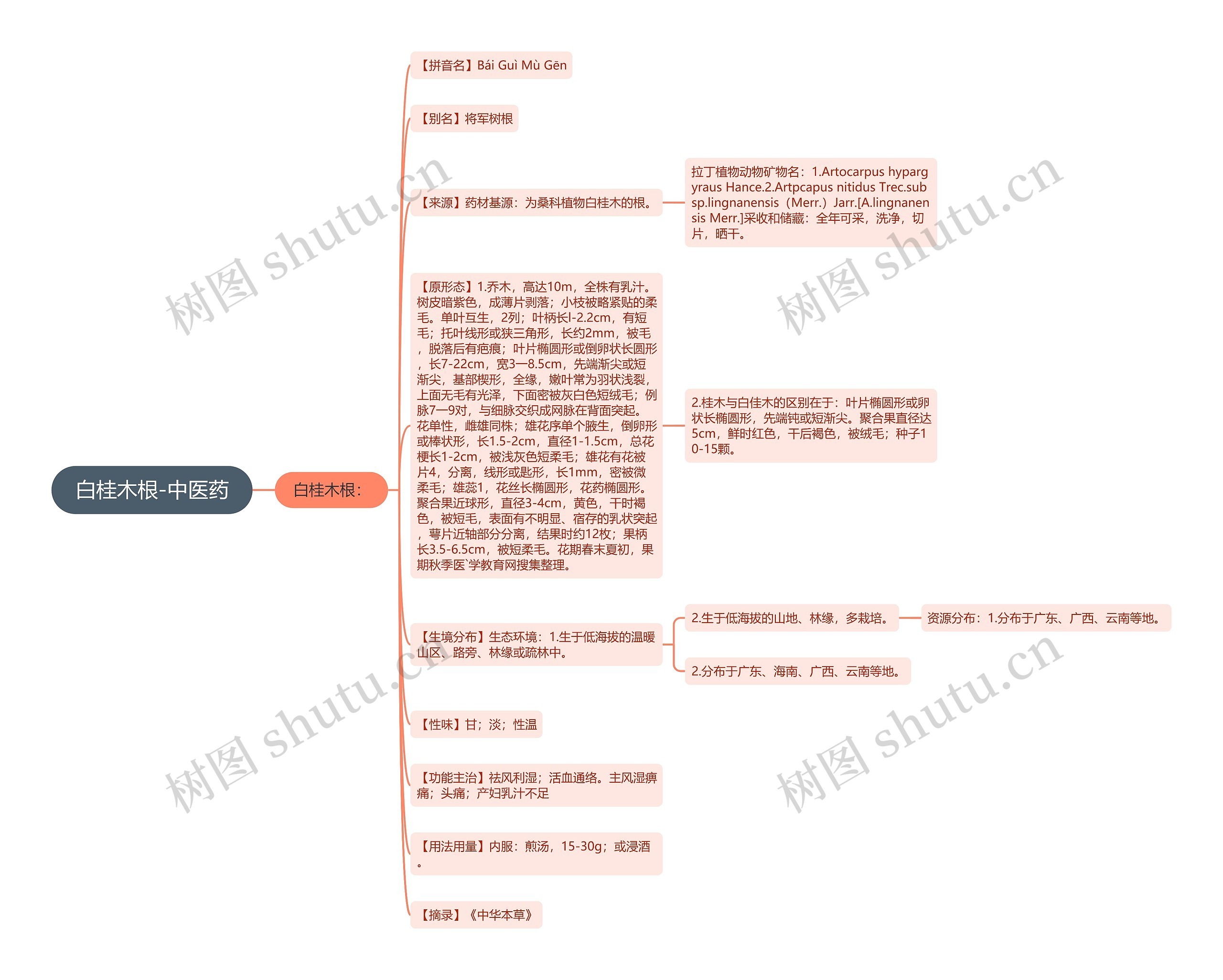 白桂木根-中医药思维导图