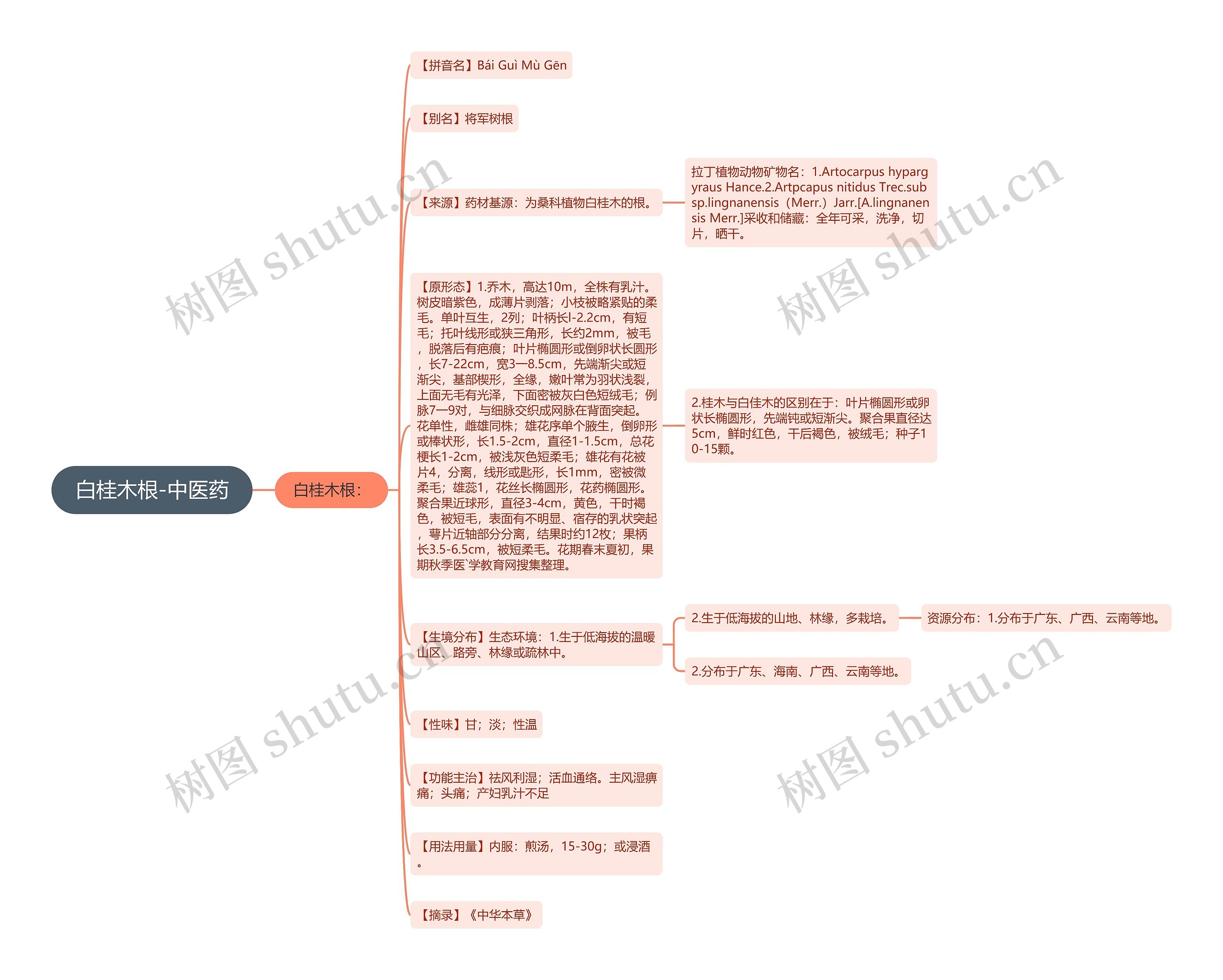 白桂木根-中医药 白桂木根-中医药