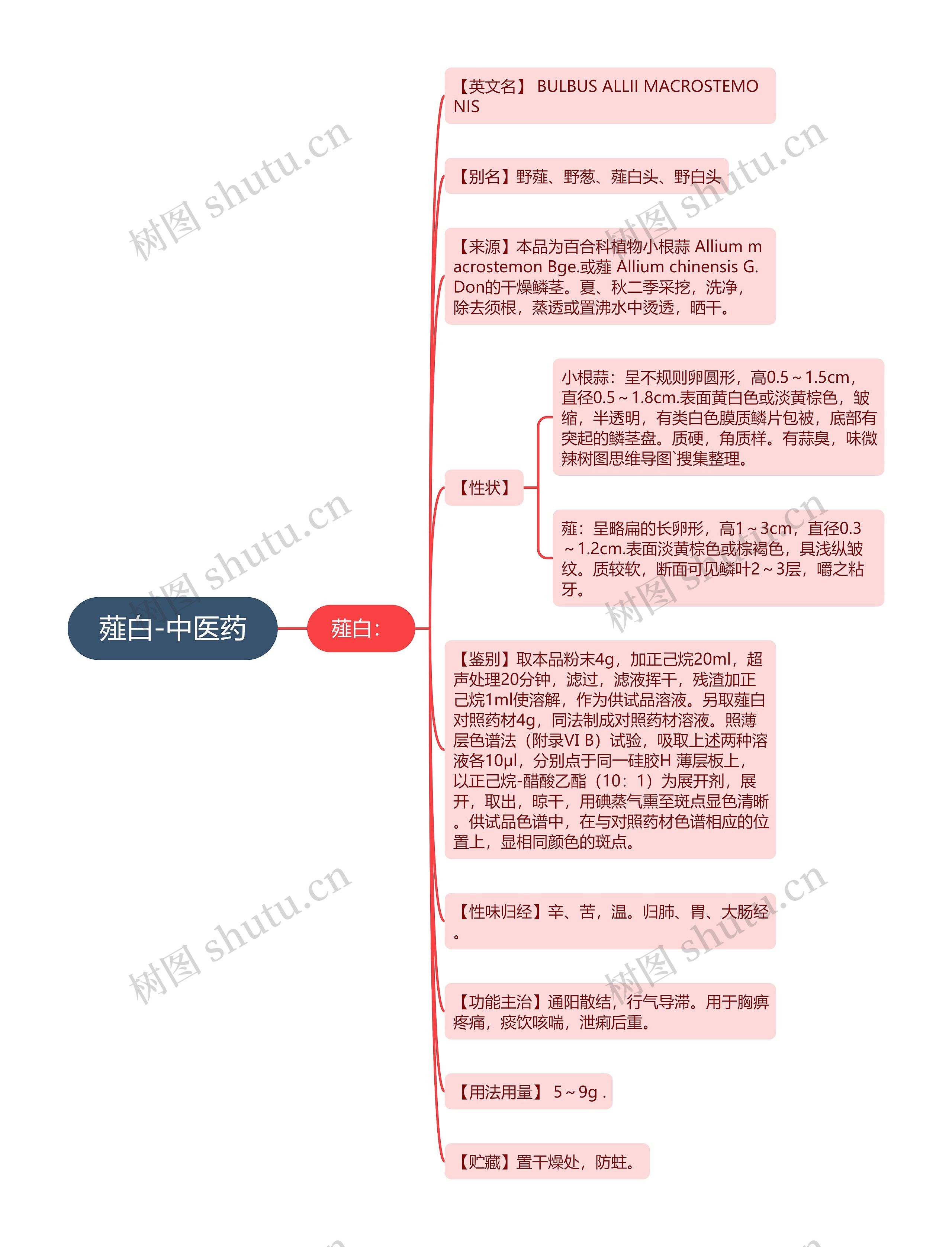 薤白-中医药 薤白-中医药