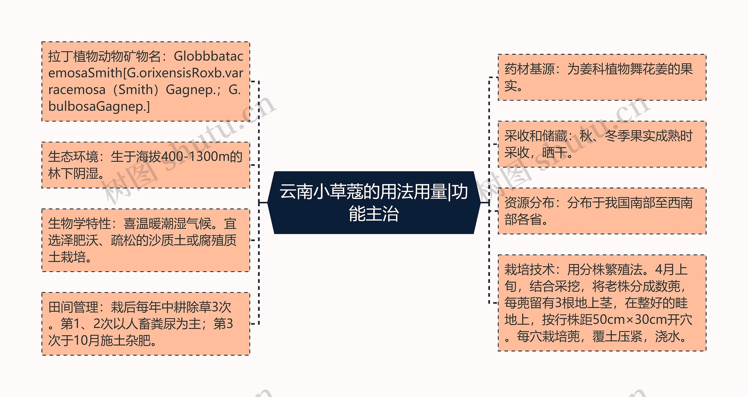 云南小草蔻的用法用量|功能主治思维导图