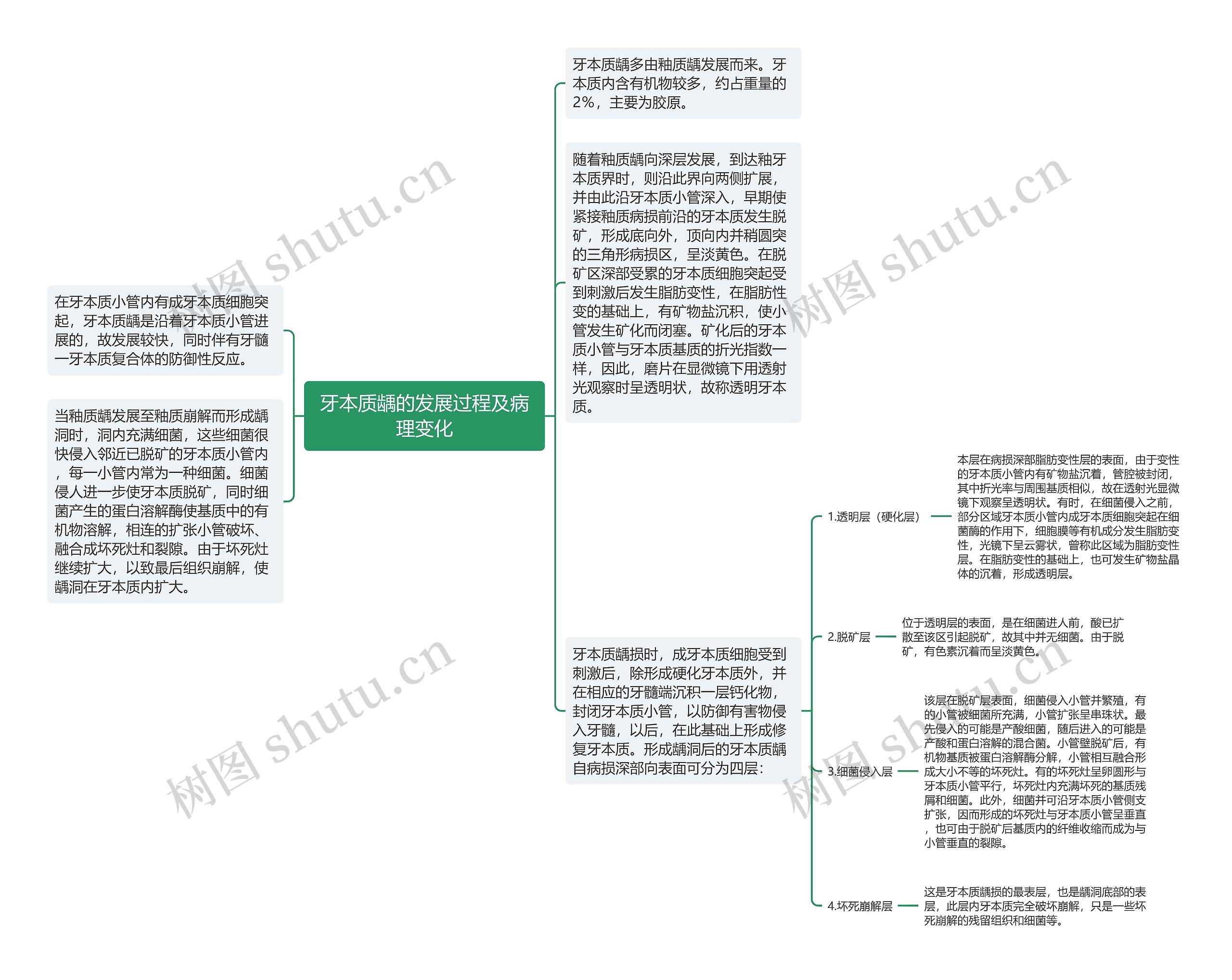 牙本质龋的发展过程及病理变化