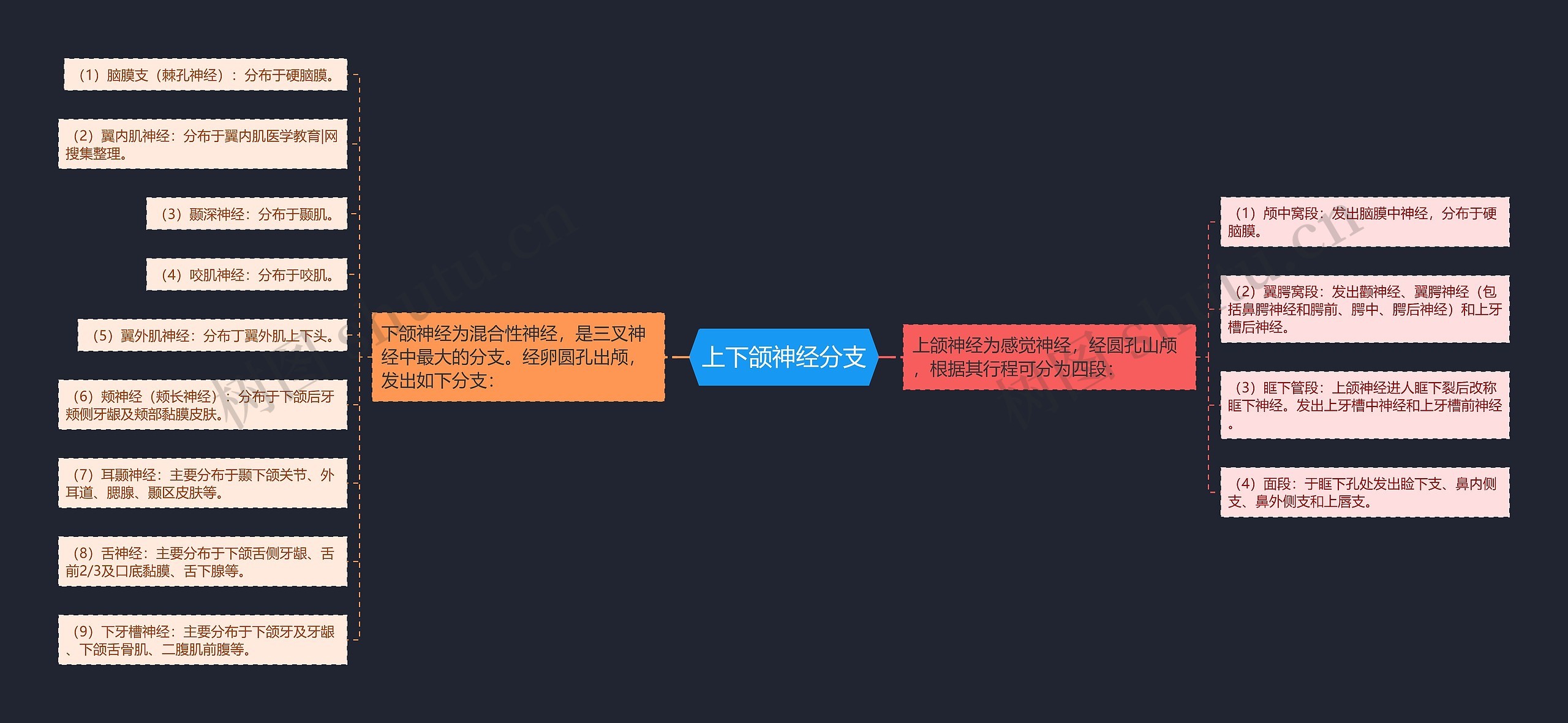 上下颌神经分支 上下颌神经分支