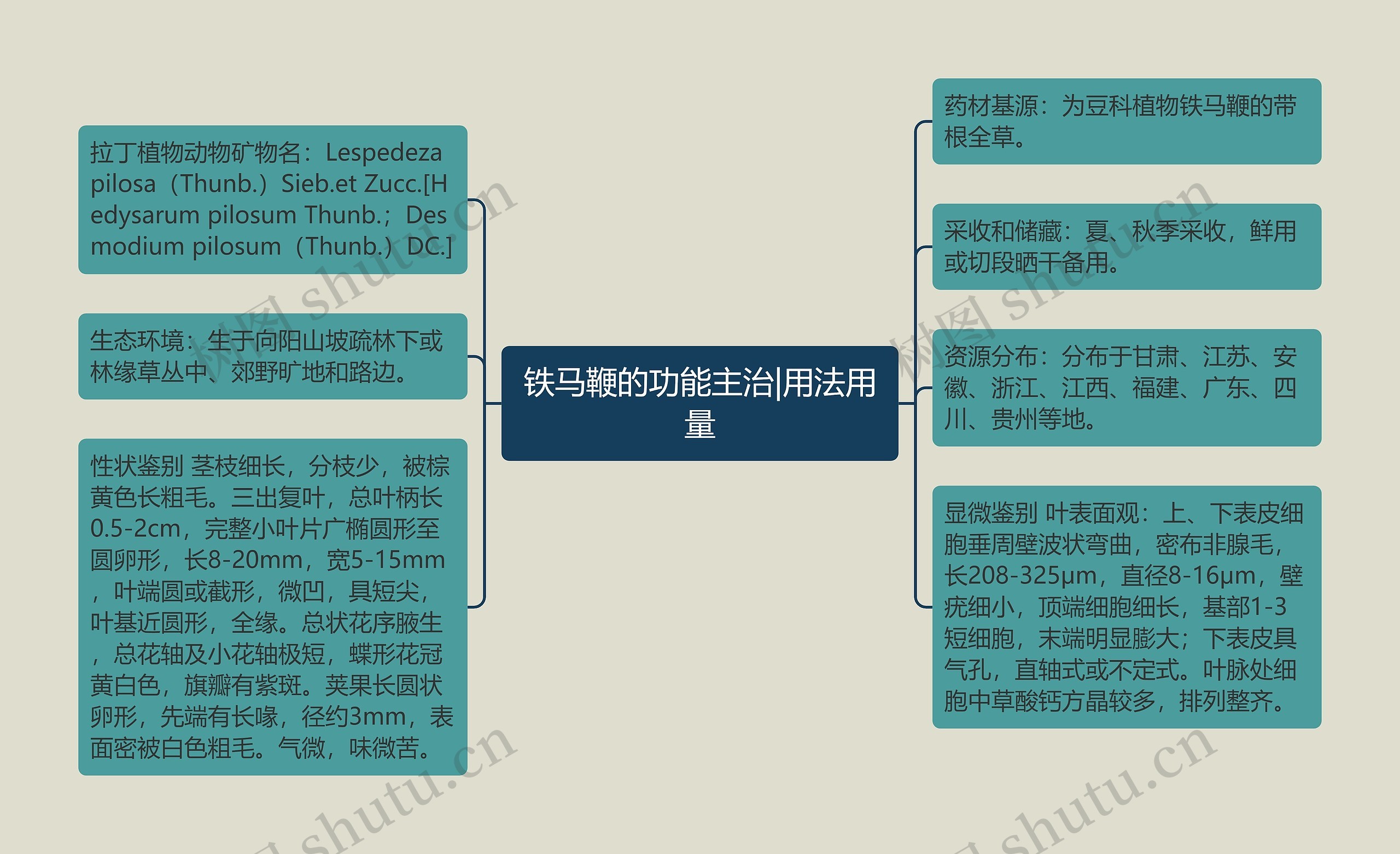 铁马鞭的功能主治|用法用量思维导图