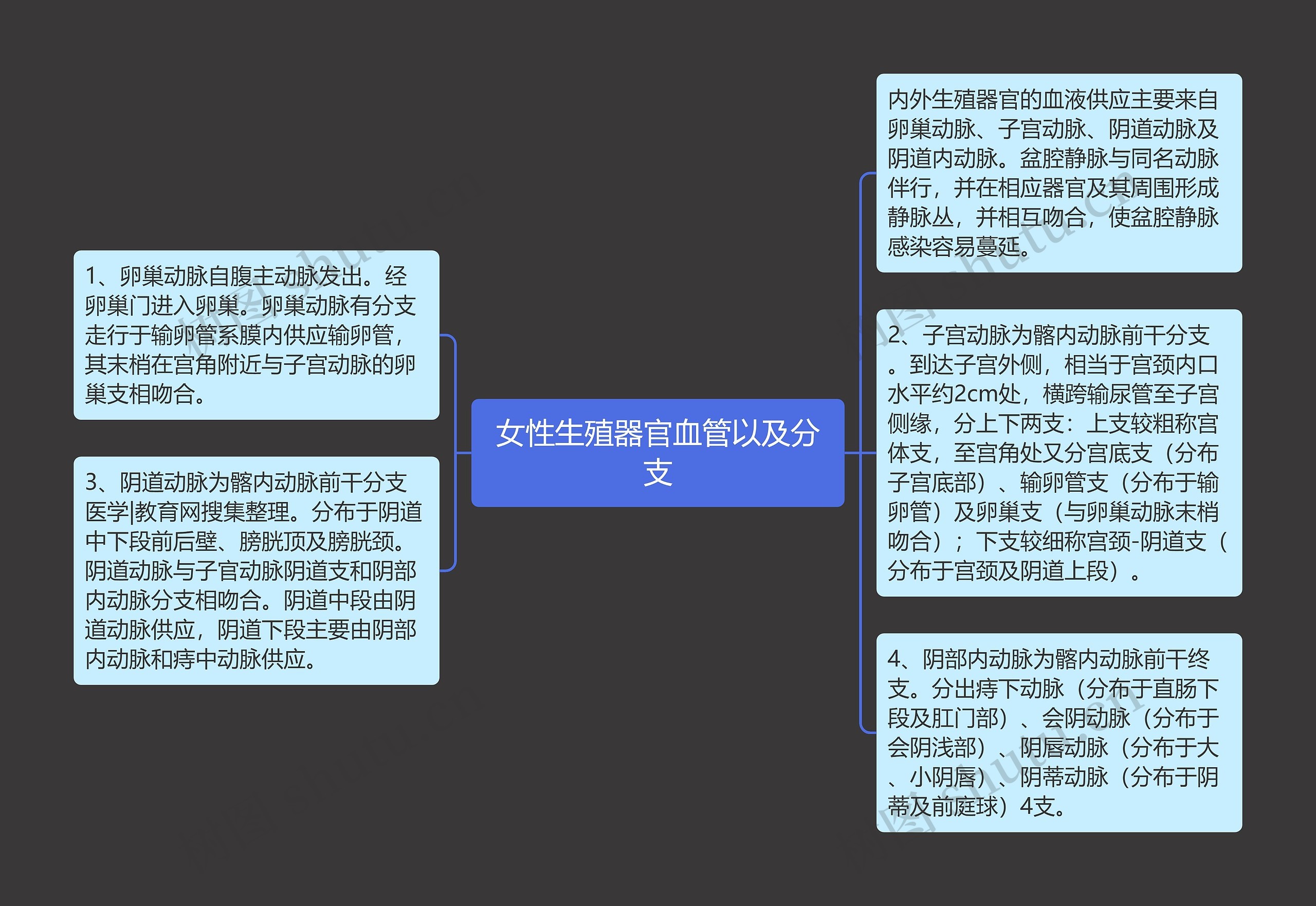 女性生殖器官血管以及分支