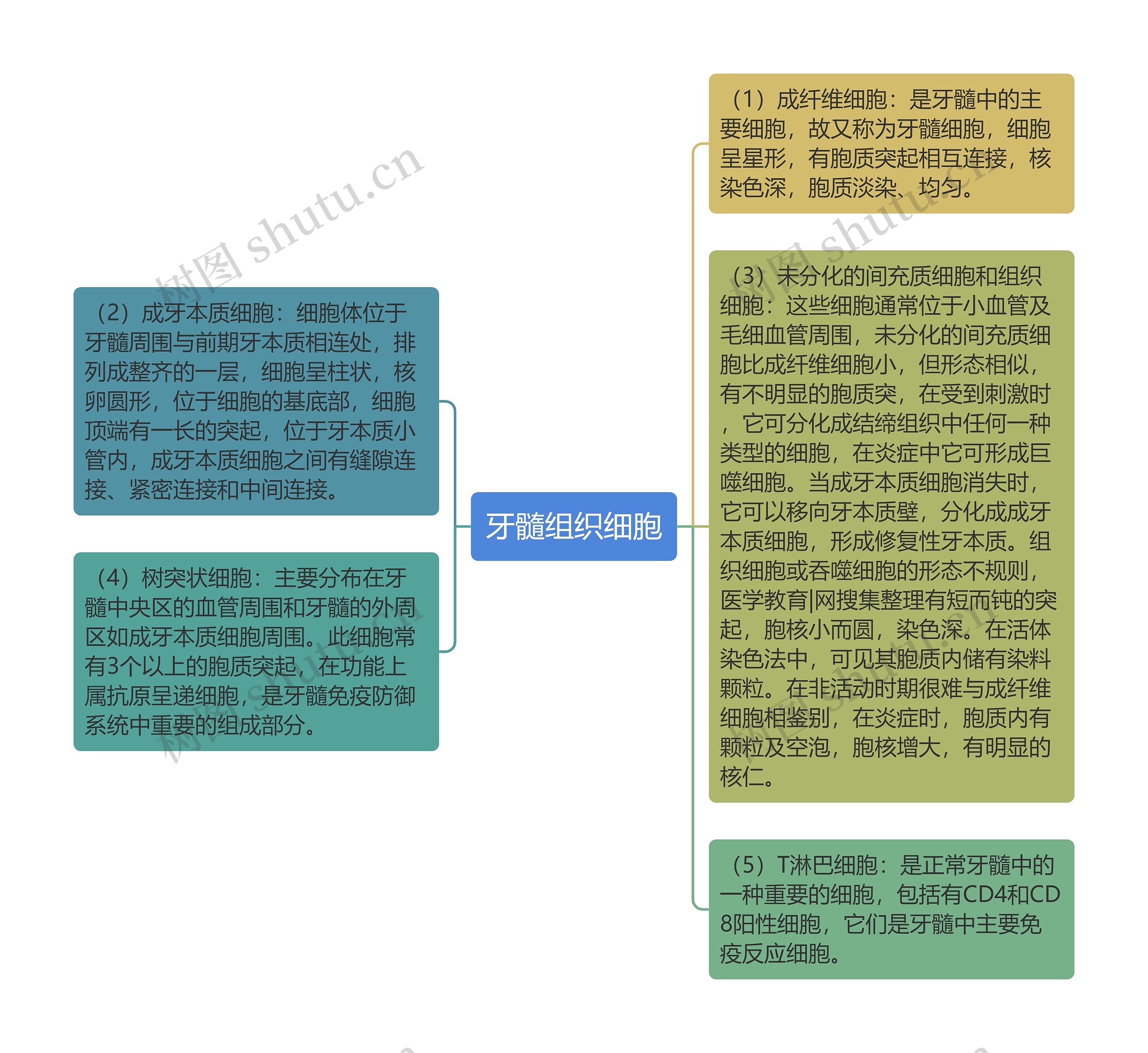 牙髓组织细胞思维导图