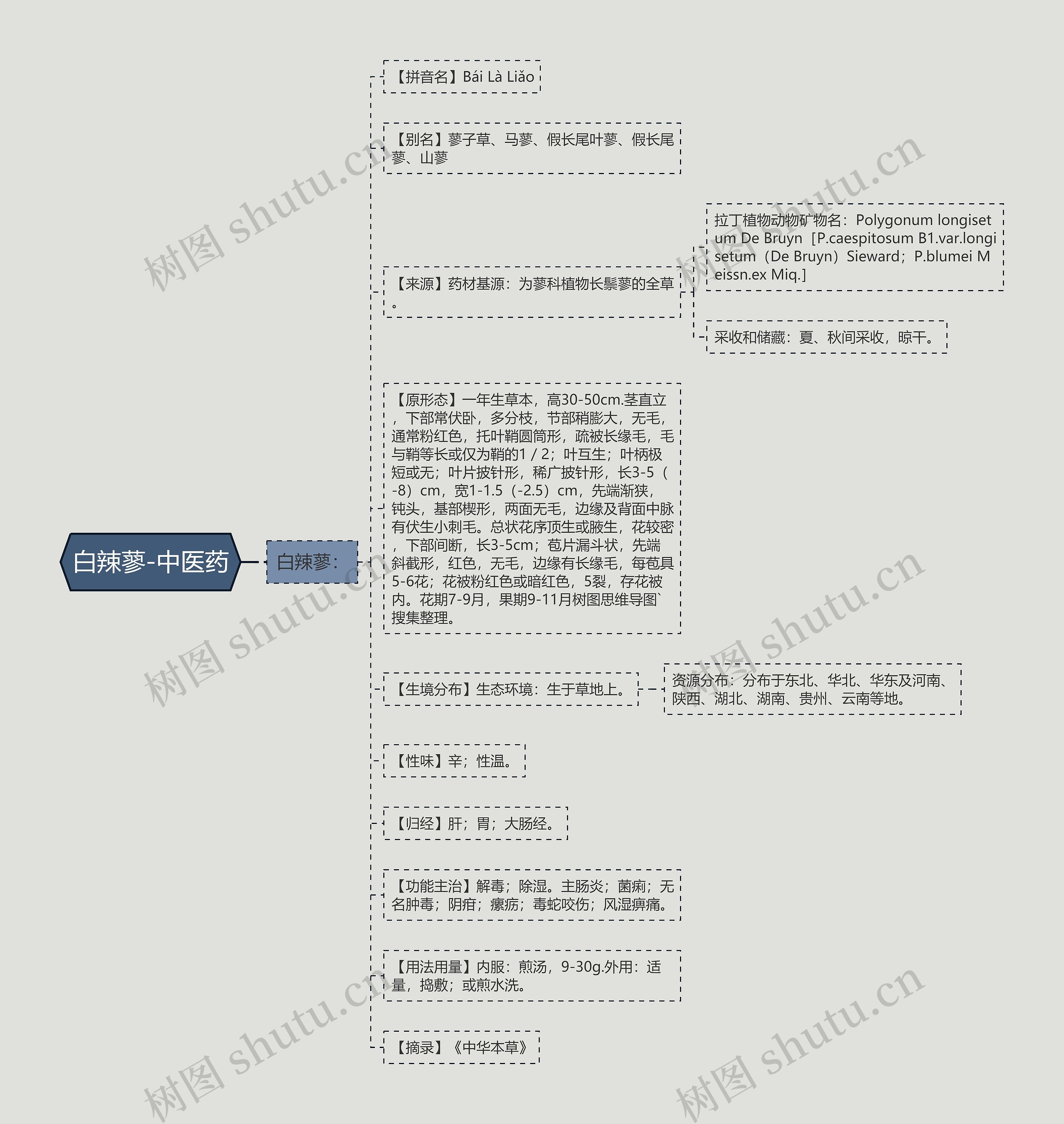 白辣蓼-中医药思维导图