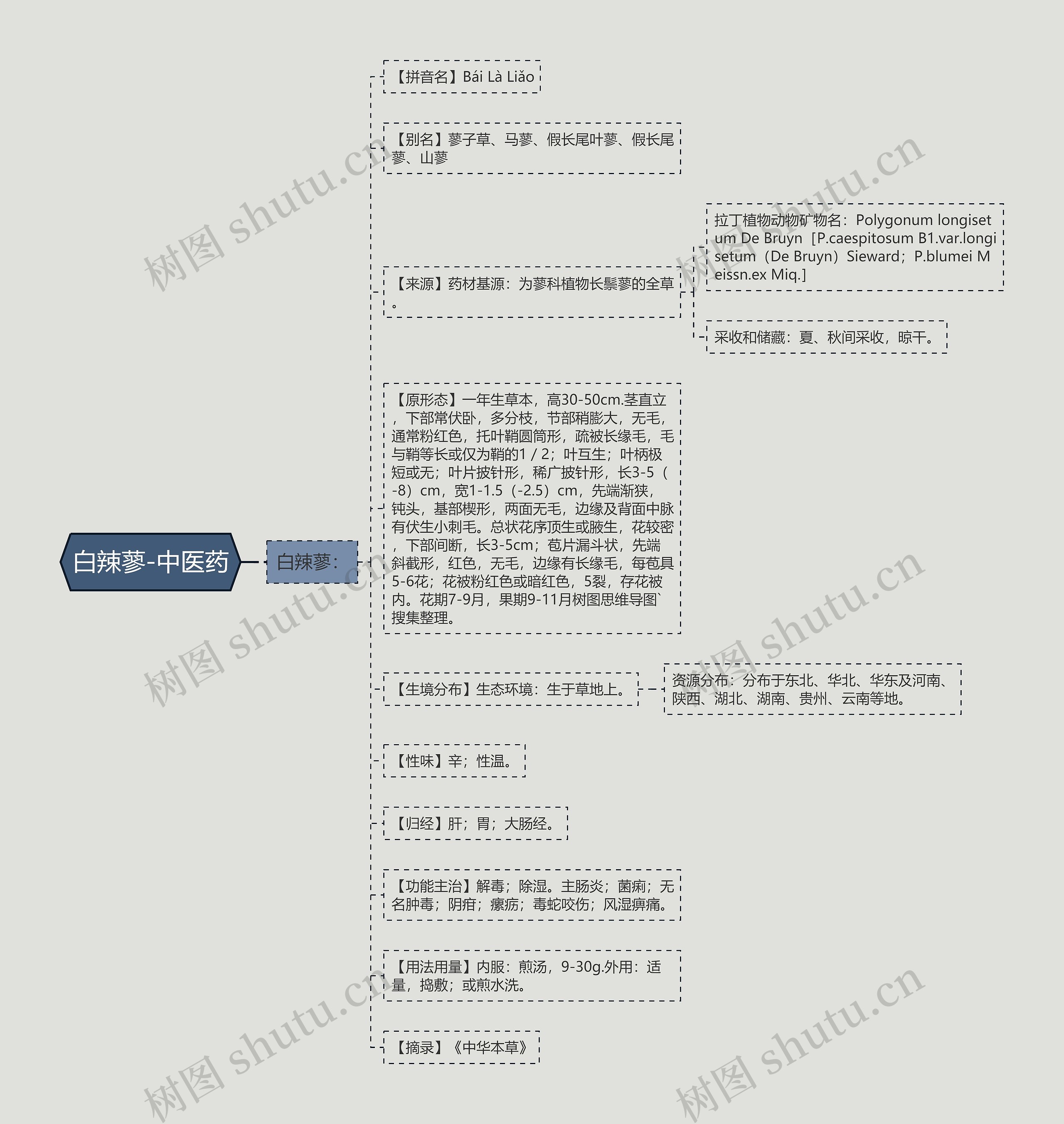 白辣蓼-中医药 白辣蓼-中医药