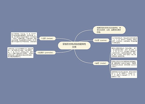 牙按形态特点和功能特性分类思维导图