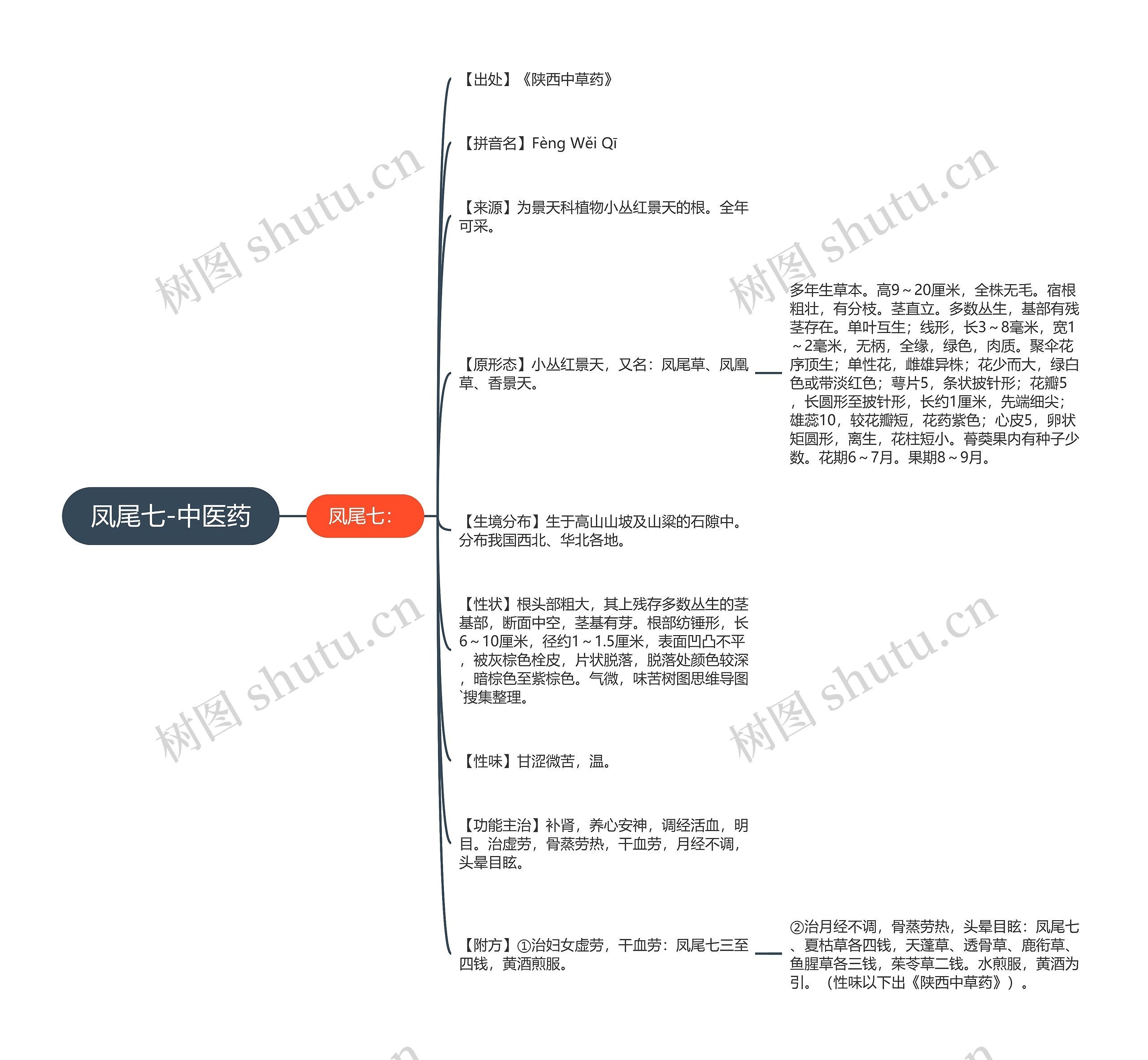凤尾七-中医药 凤尾七-中医药