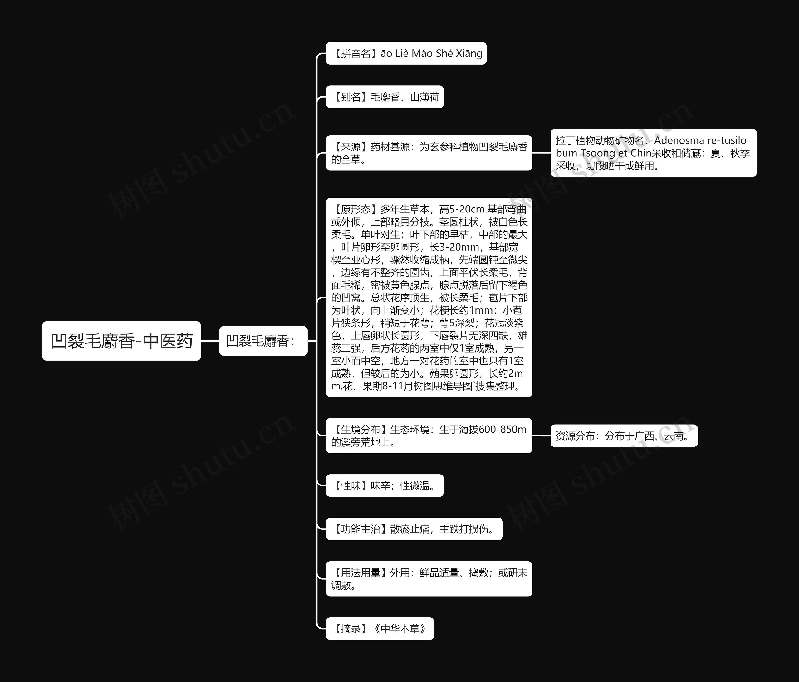 凹裂毛麝香-中医药