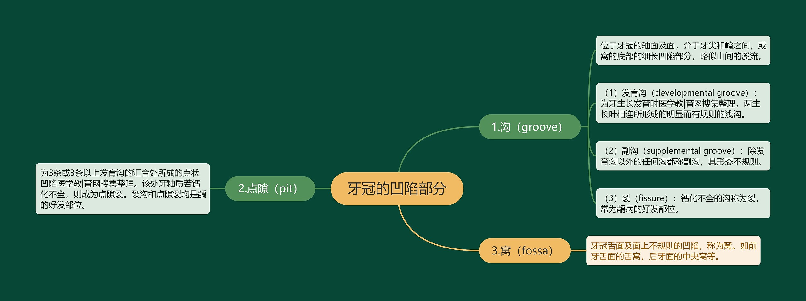 牙冠的凹陷部分