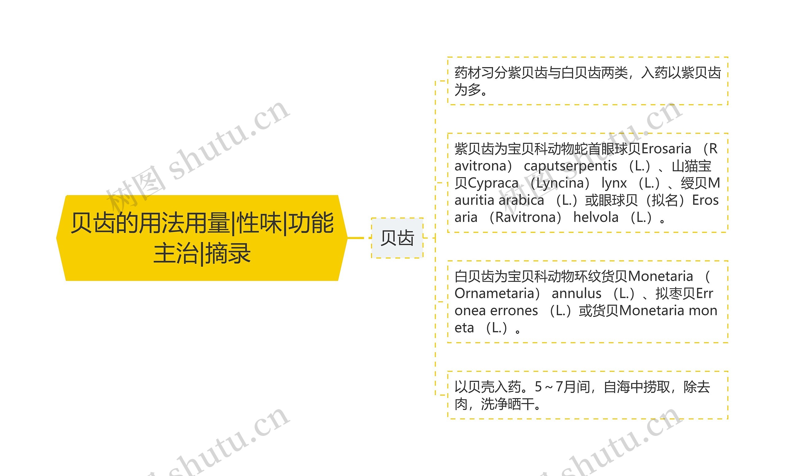 贝齿的用法用量|性味|功能主治|摘录思维导图