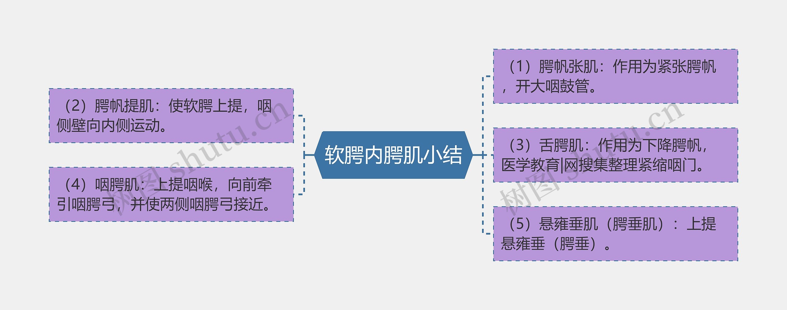 软腭内腭肌小结