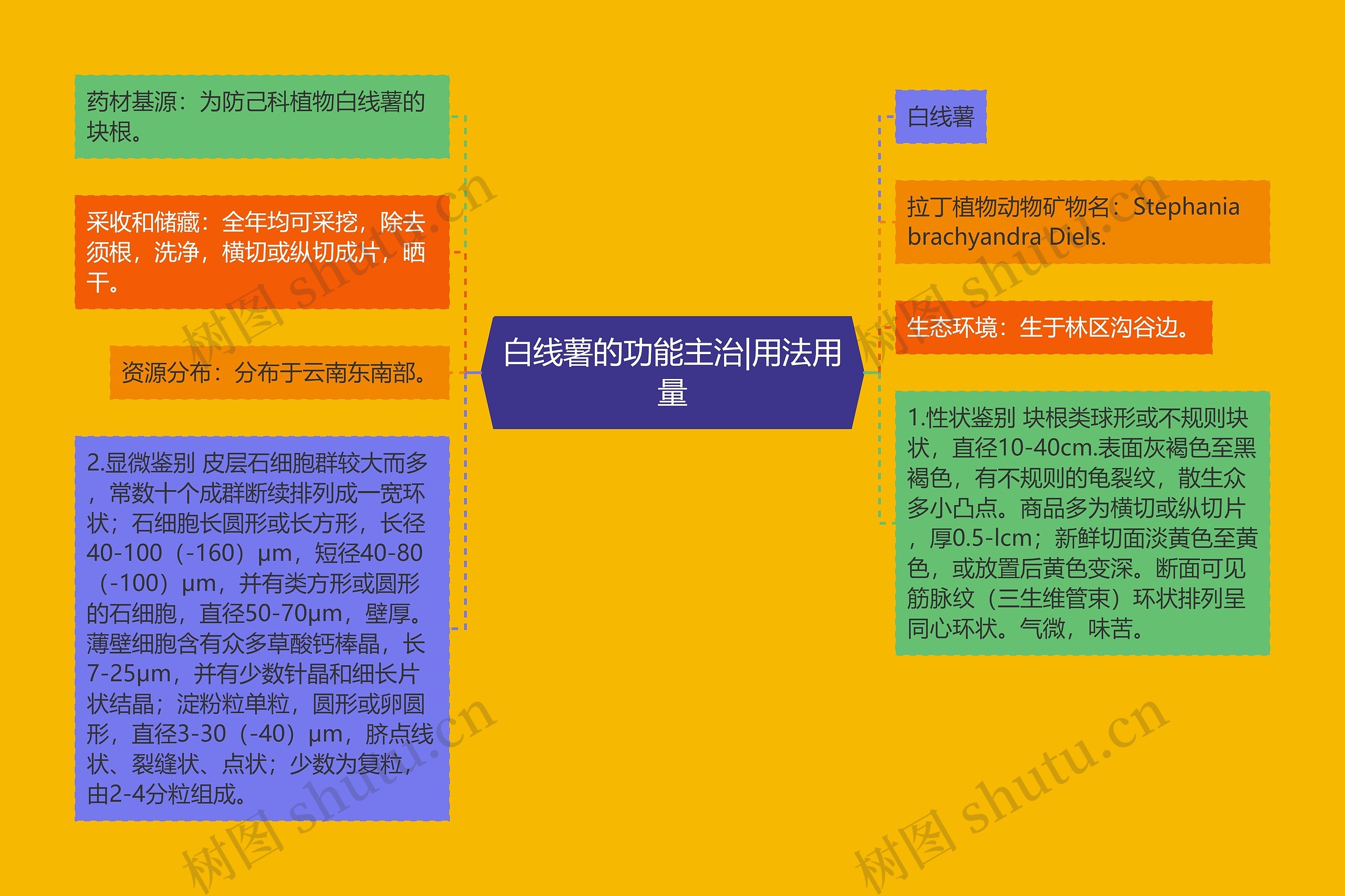 白线薯的功能主治|用法用量思维导图