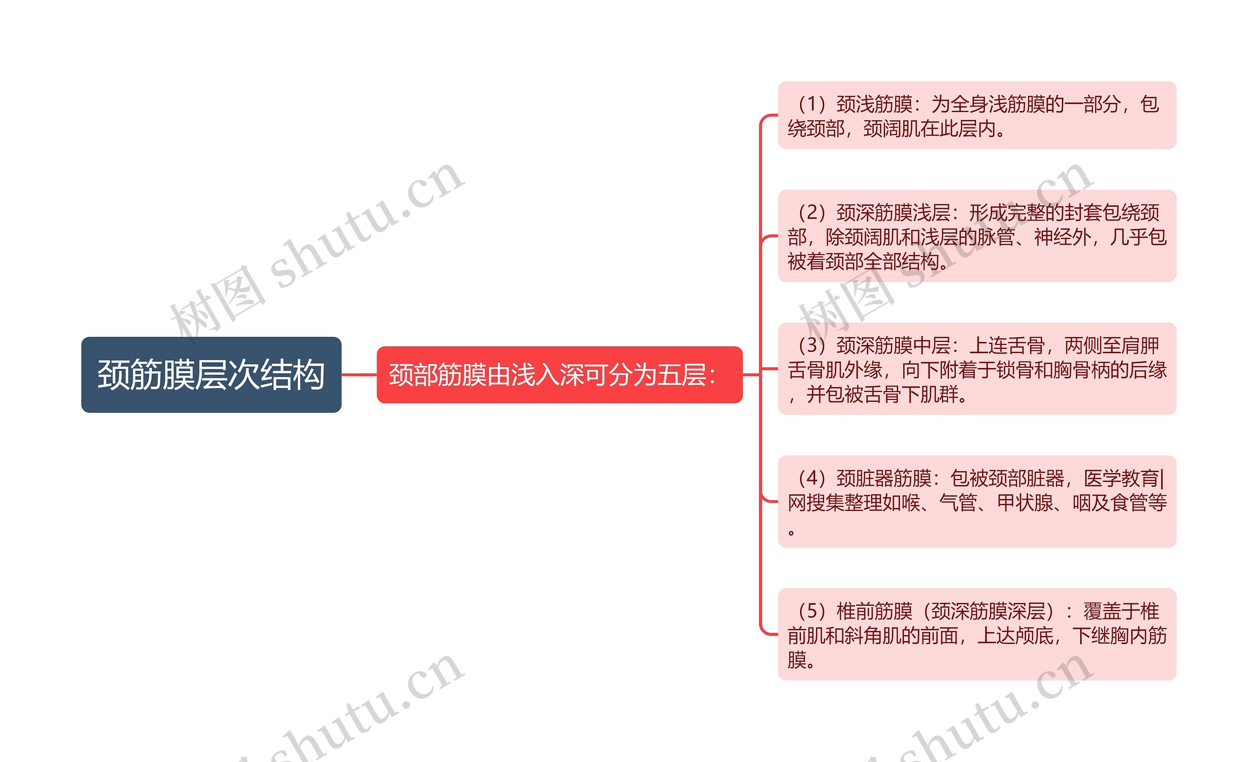 颈筋膜层次结构思维导图