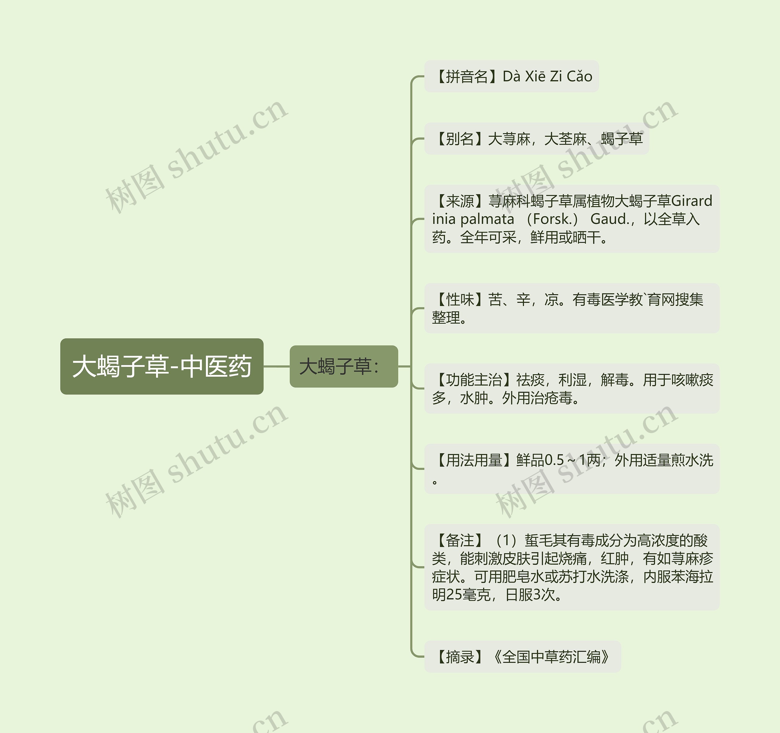 大蝎子草-中医药思维导图