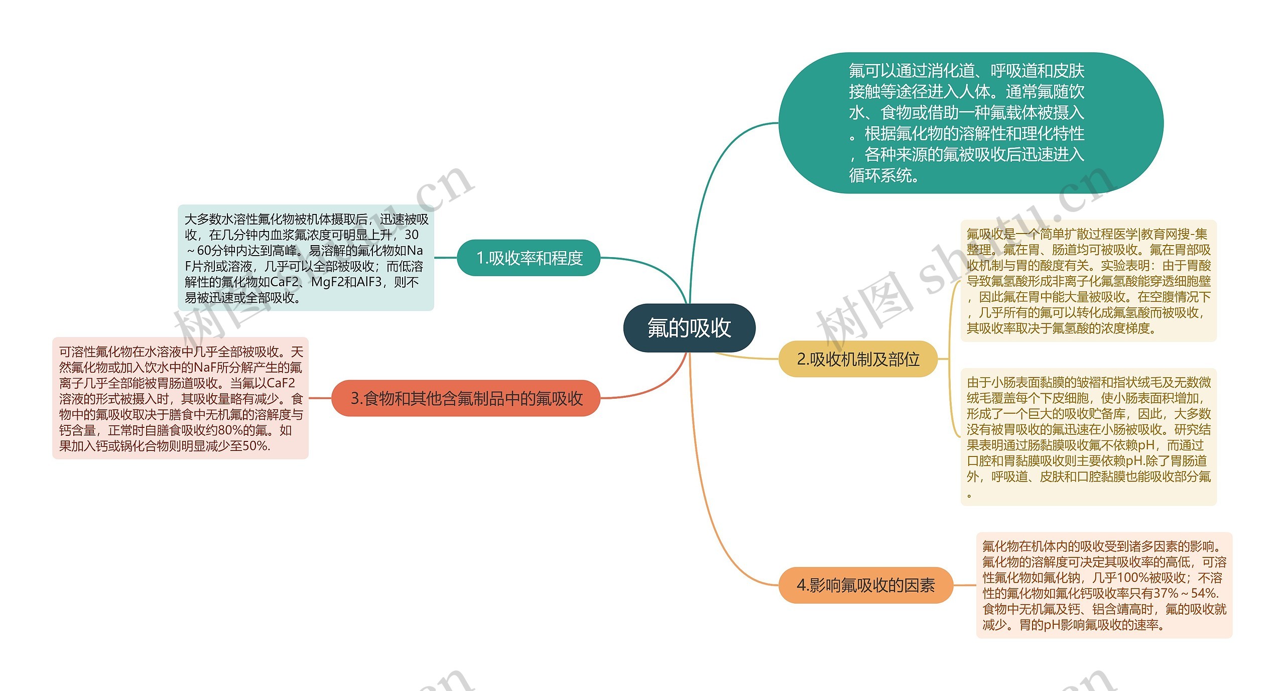 氟的吸收思维导图