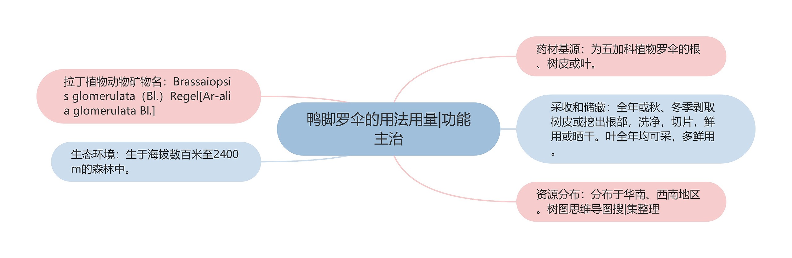 鸭脚罗伞的用法用量|功能主治