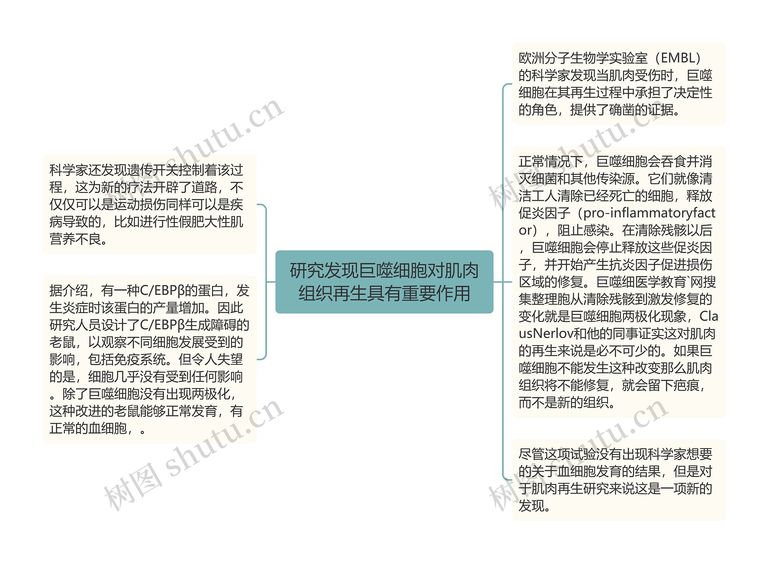 研究发现巨噬细胞对肌肉组织再生具有重要作用