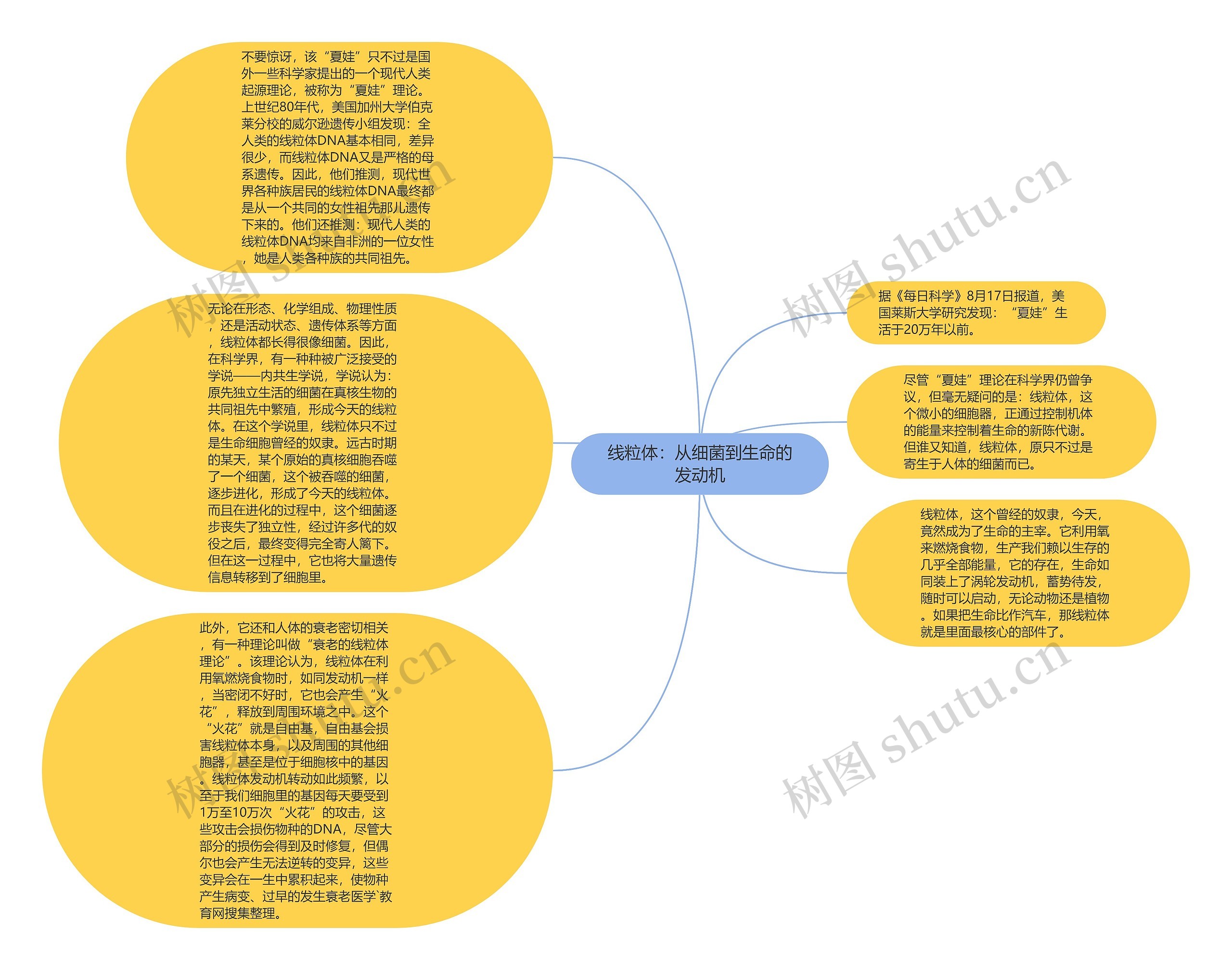 线粒体：从细菌到生命的发动机