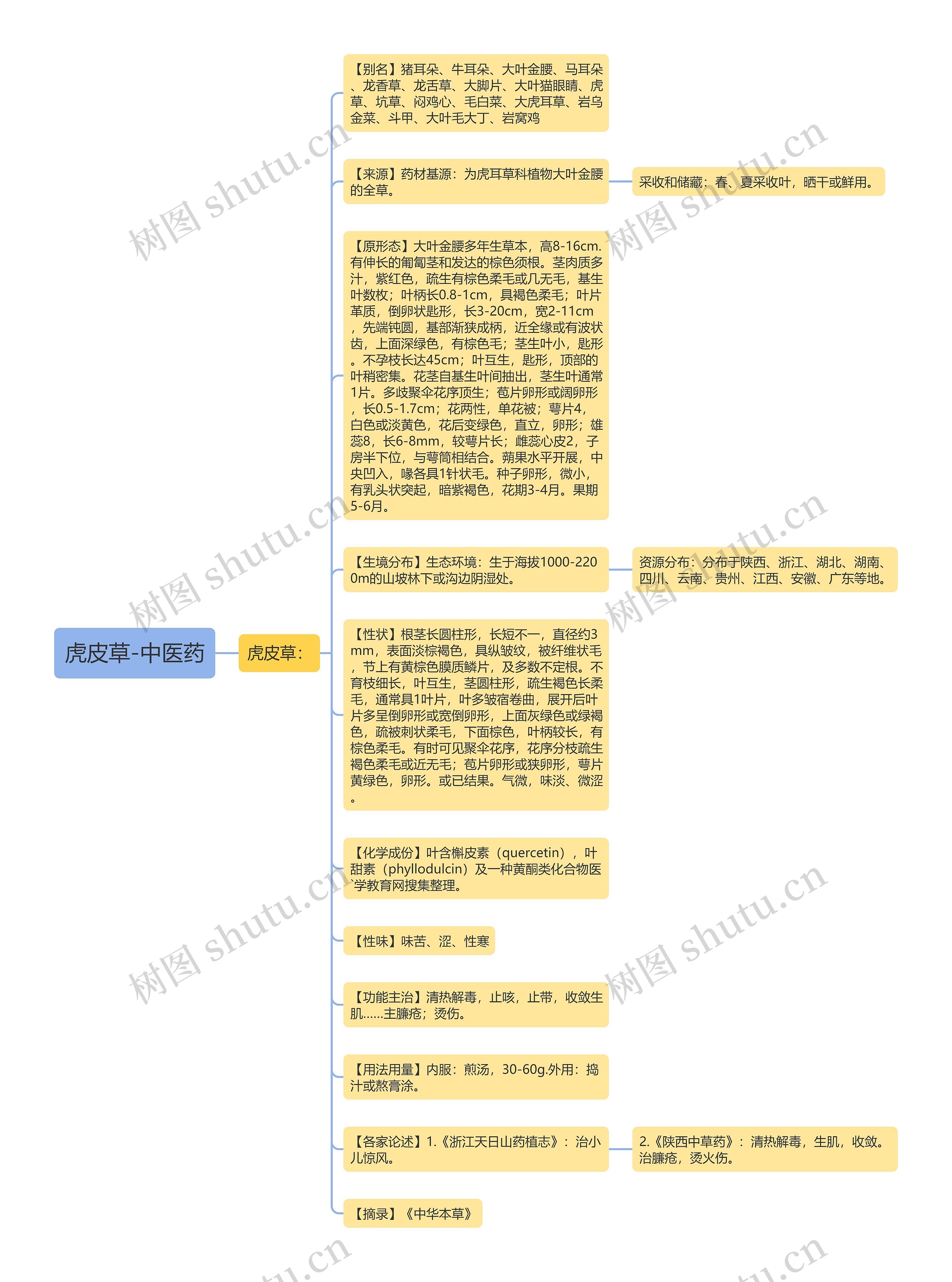 虎皮草-中医药思维导图