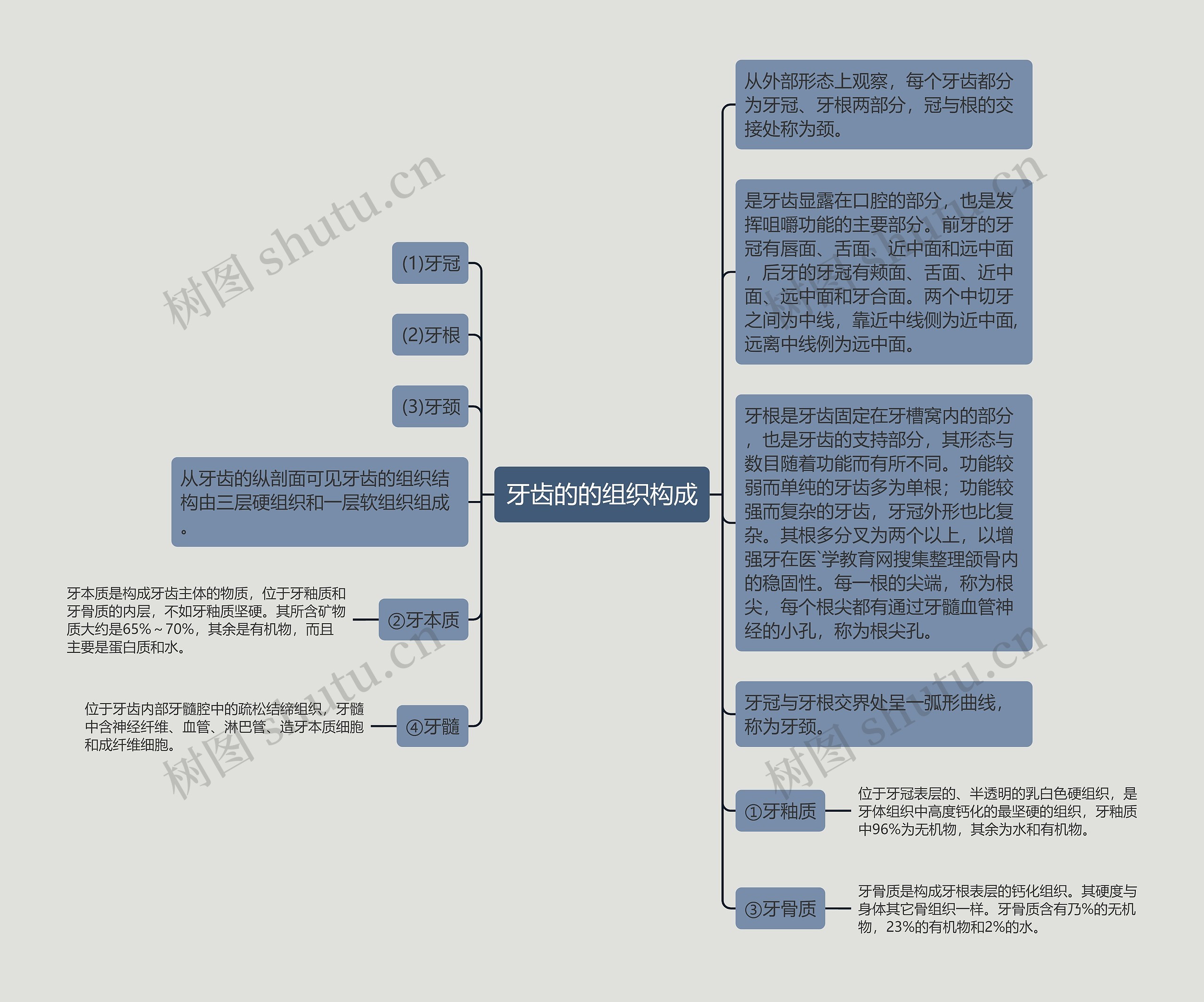 牙齿的的组织构成