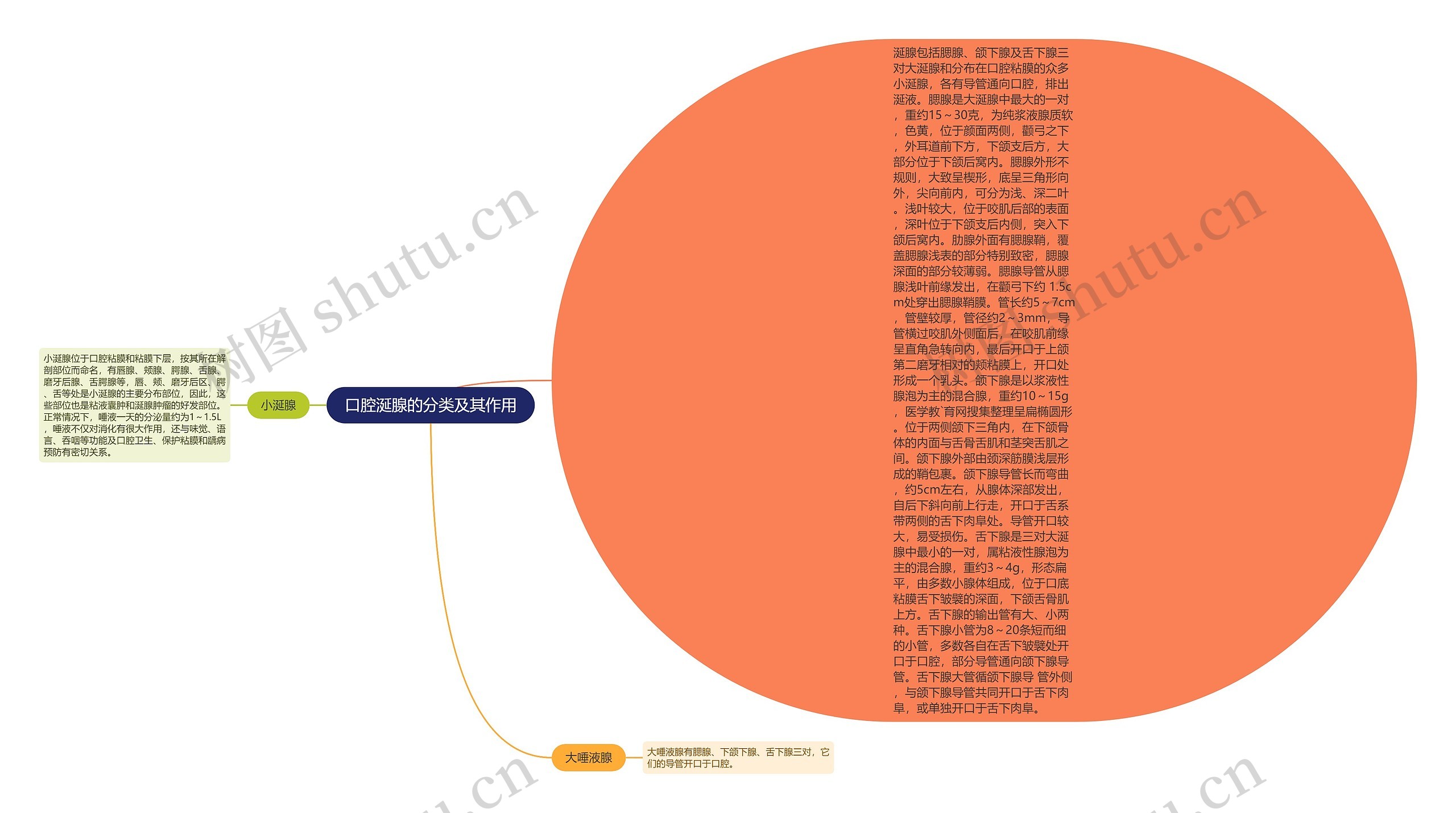 口腔涎腺的分类及其作用思维导图