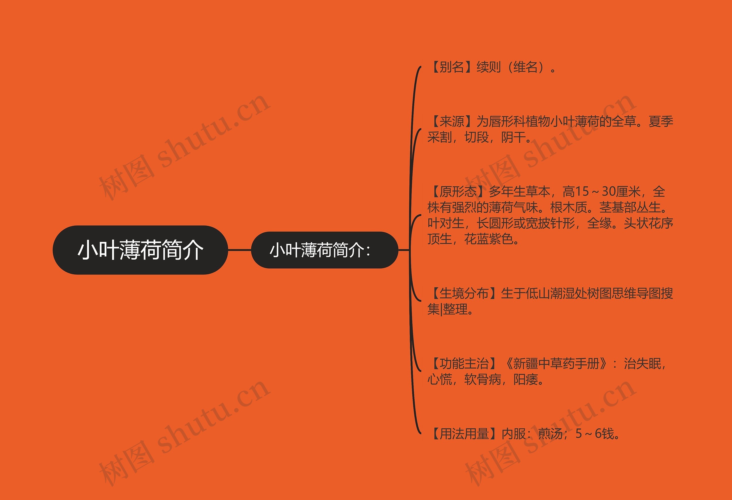 小叶薄荷简介思维导图