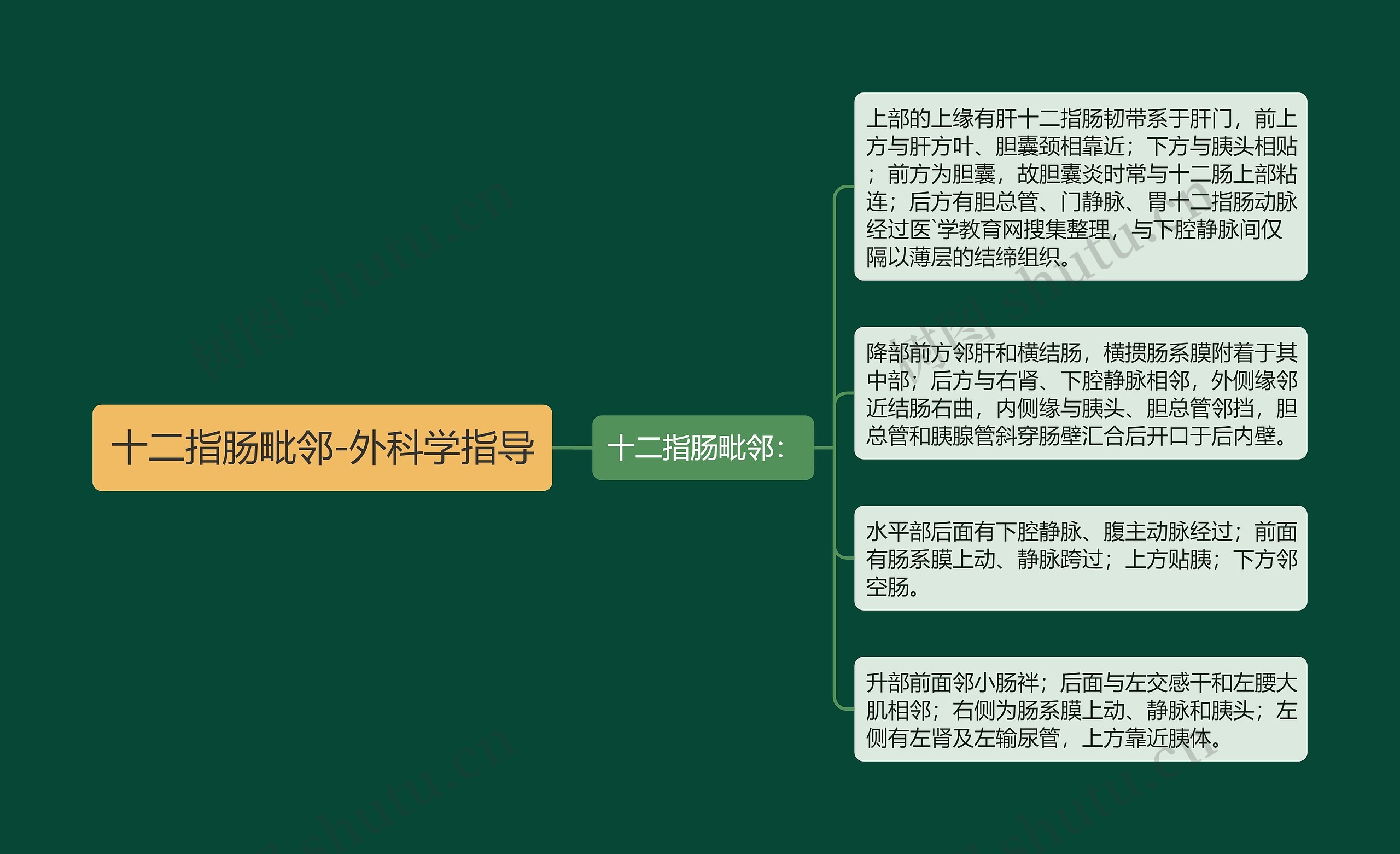 十二指肠毗邻-外科学指导