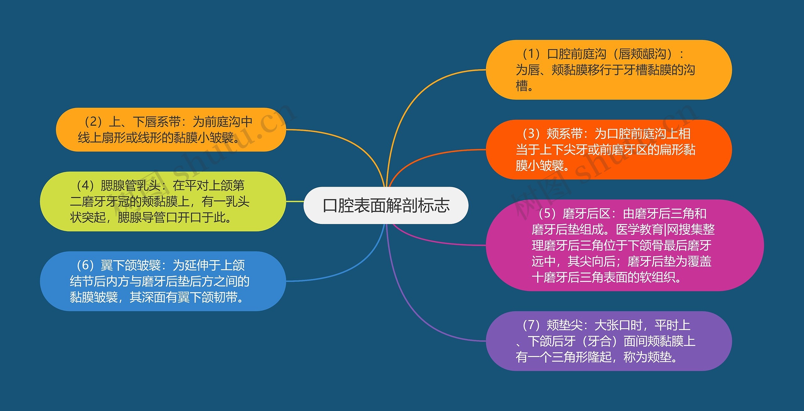 口腔表面解剖标志思维导图