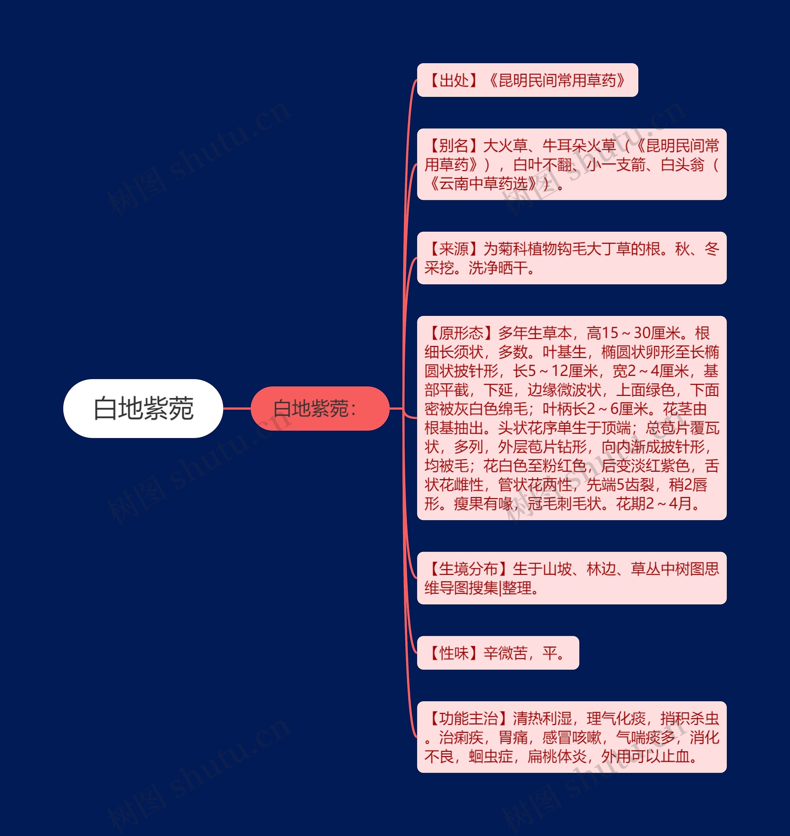 白地紫菀
