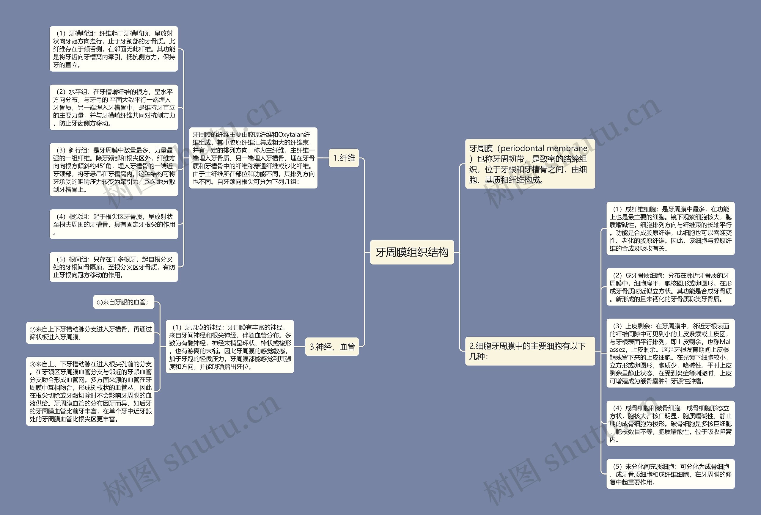 牙周膜组织结构 牙周膜组织结构