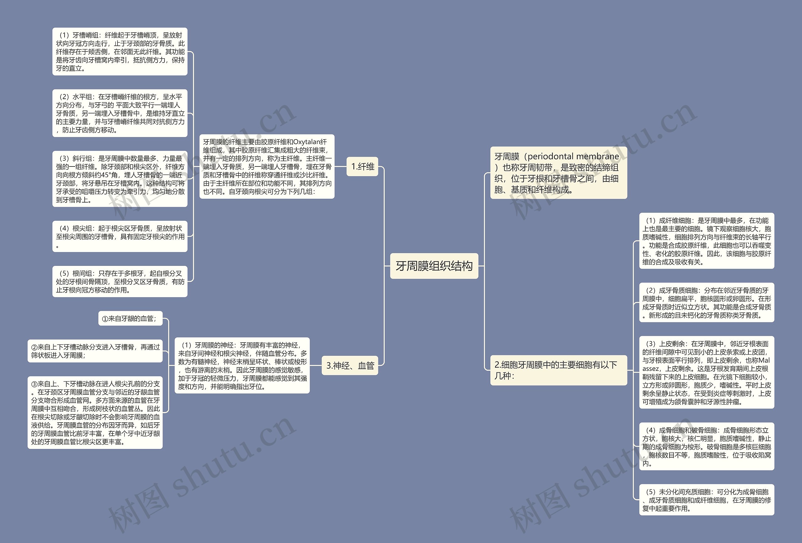 牙周膜组织结构思维导图