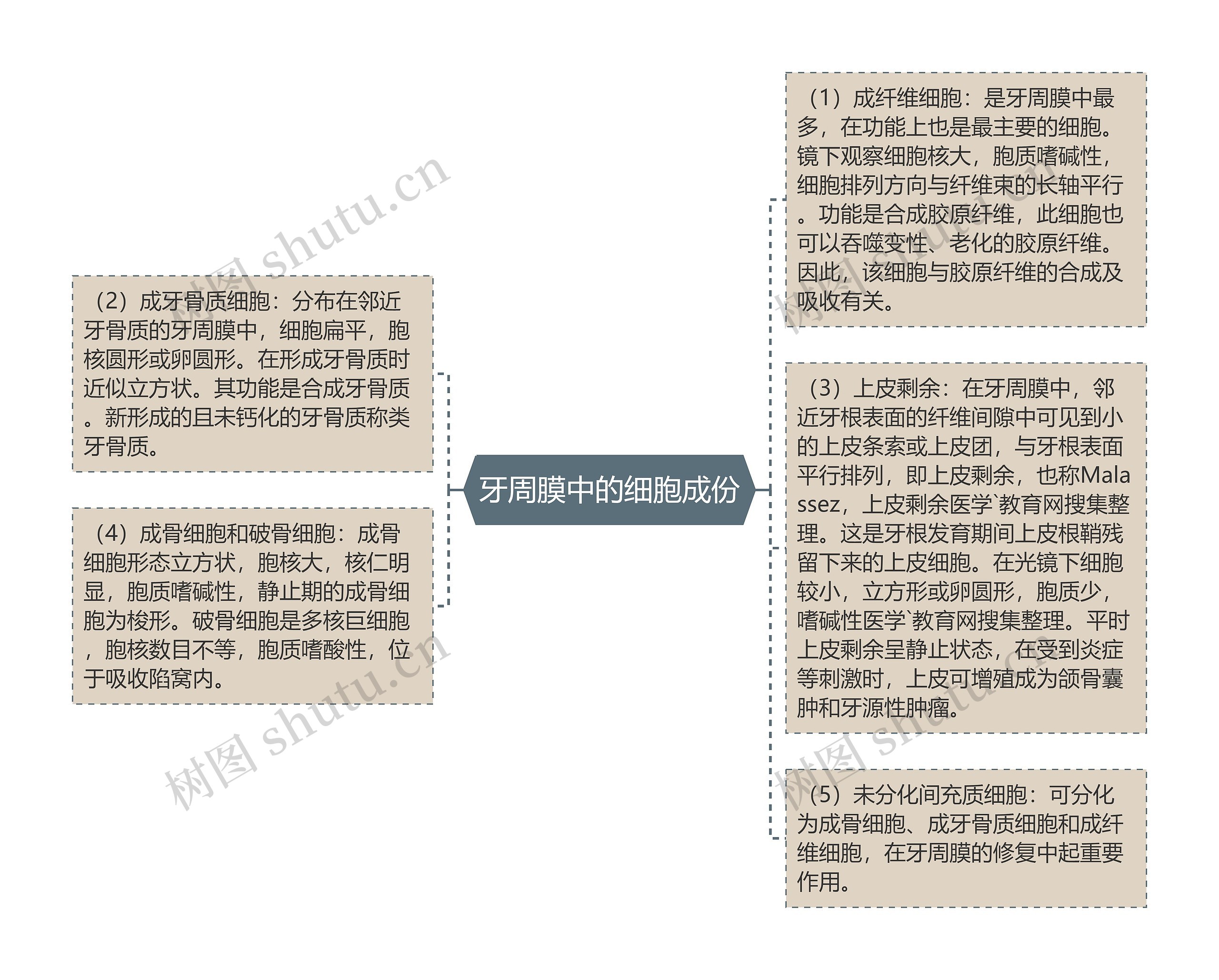 牙周膜中的细胞成份