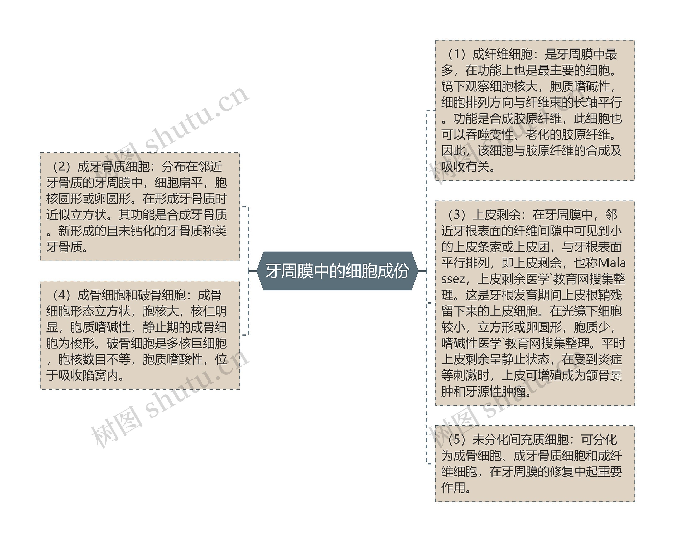 牙周膜中的细胞成份思维导图