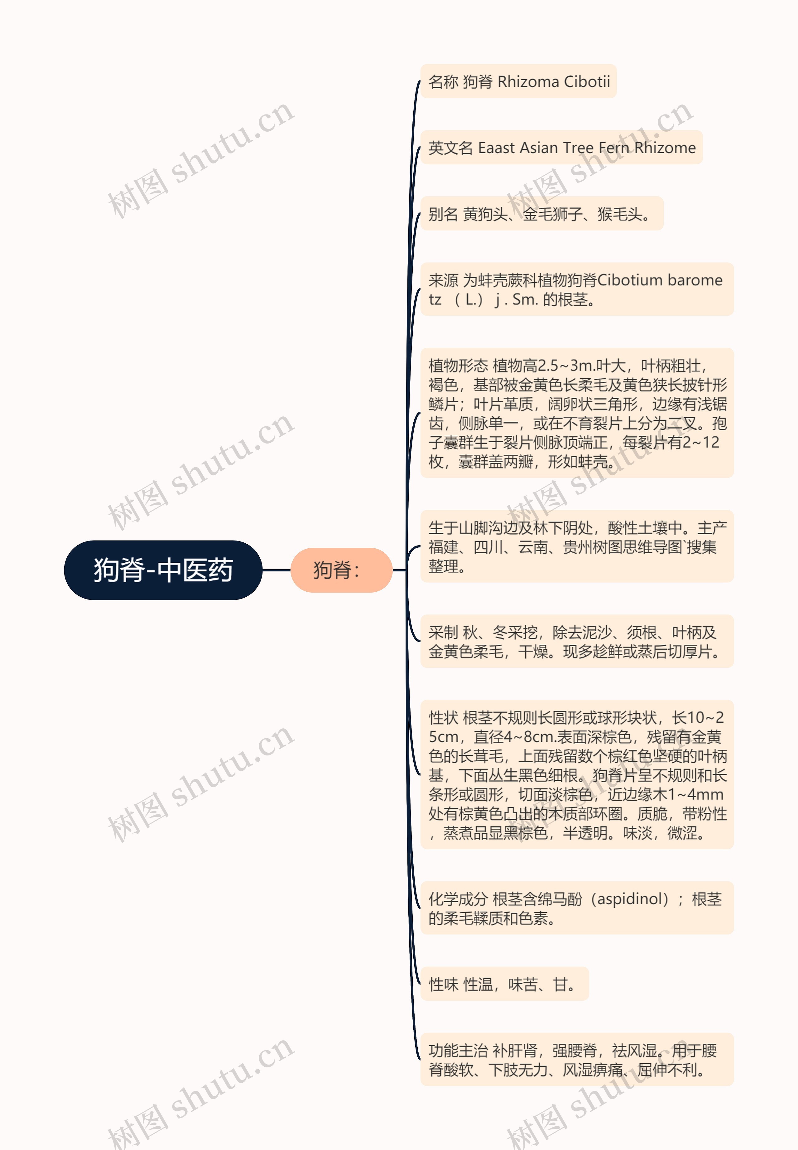 狗脊-中医药 狗脊-中医药