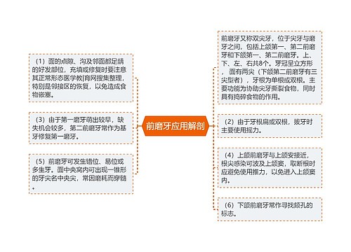 前磨牙应用解剖