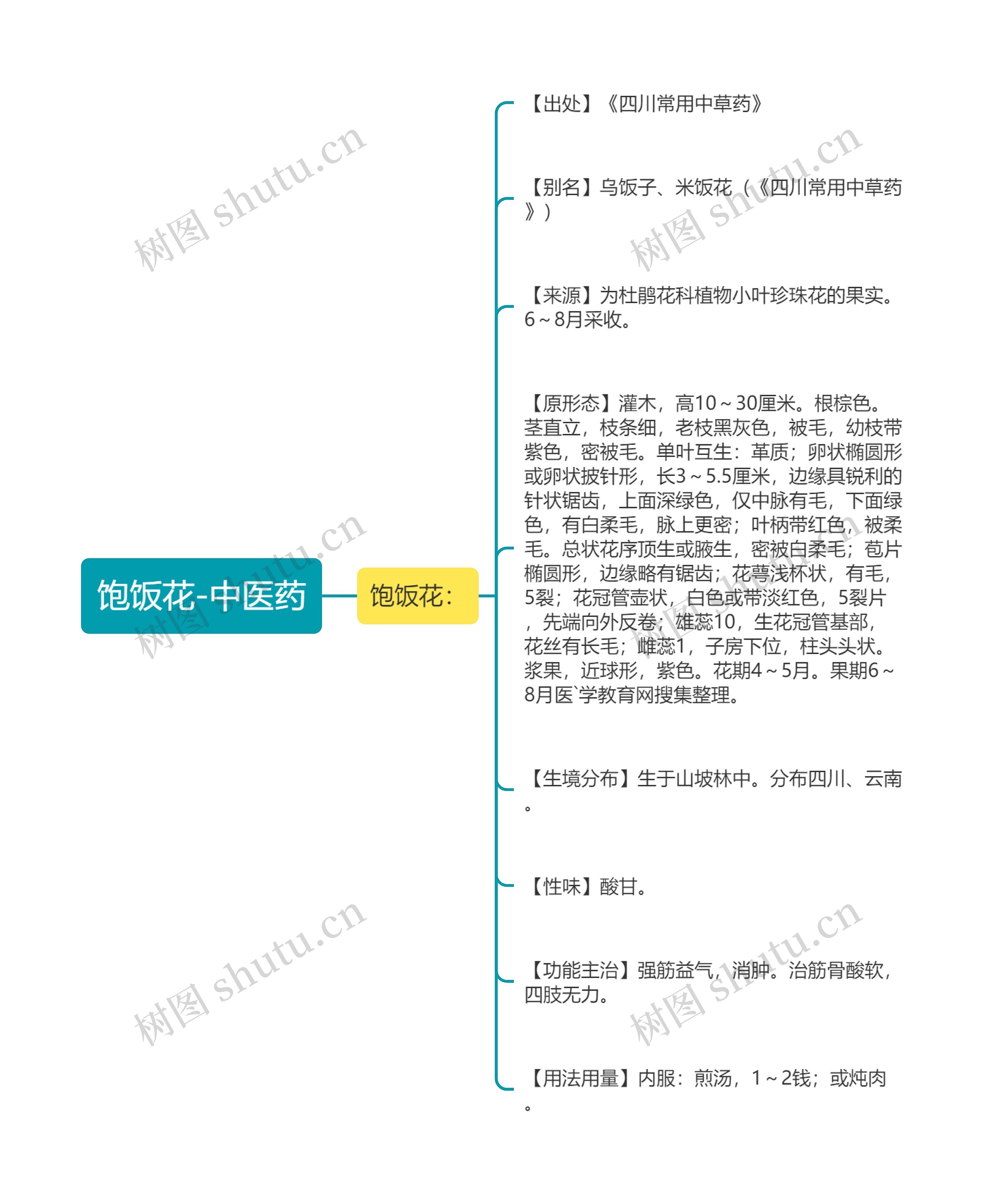 饱饭花-中医药思维导图