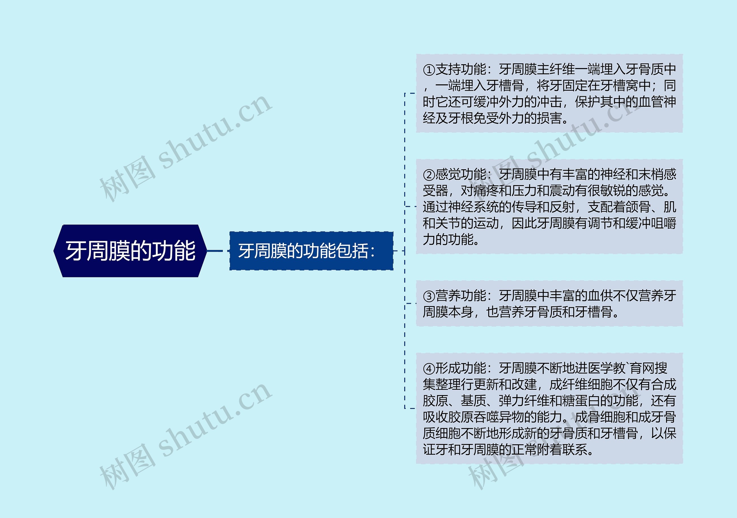 牙周膜的功能思维导图